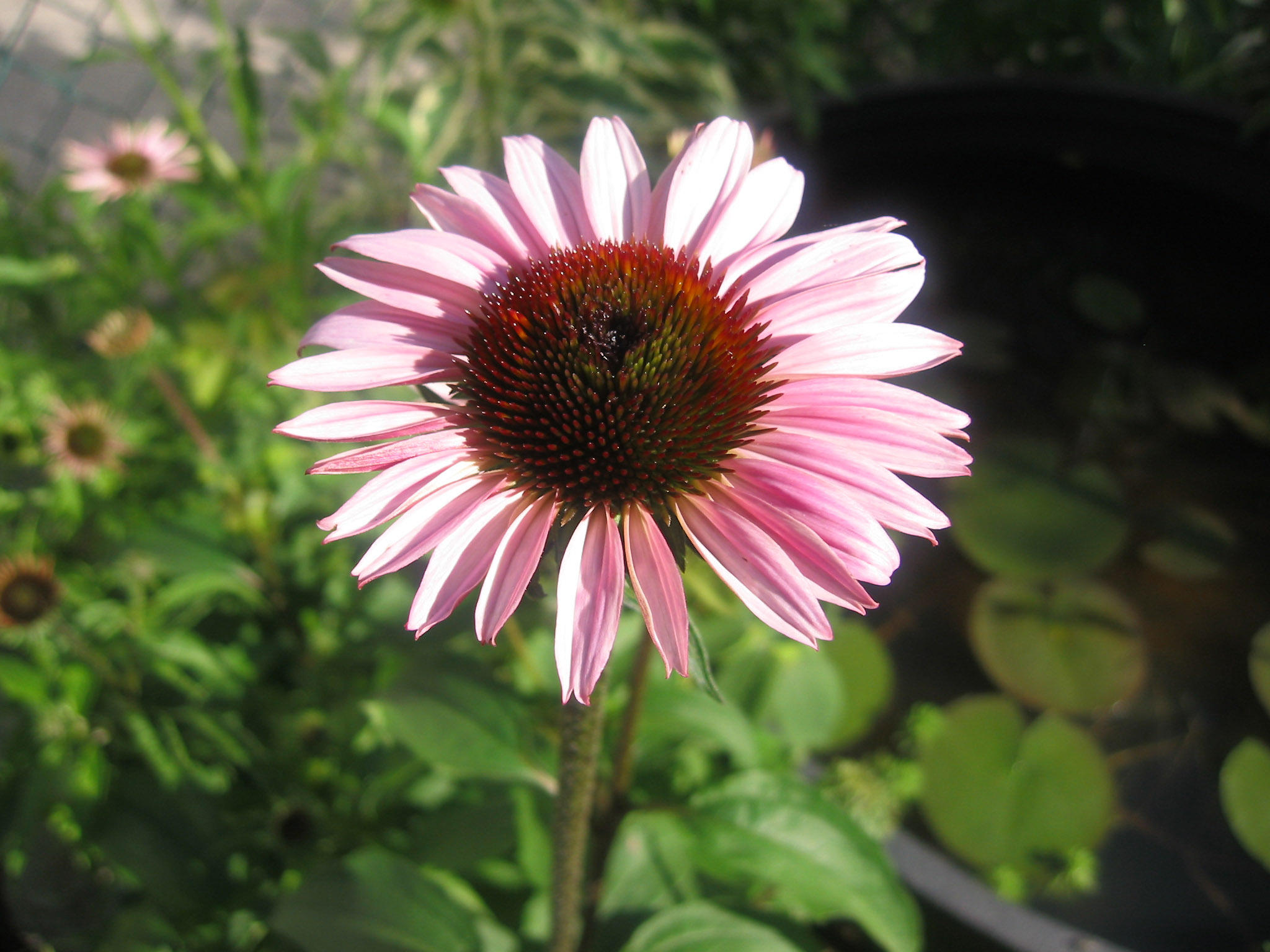 Echinacea