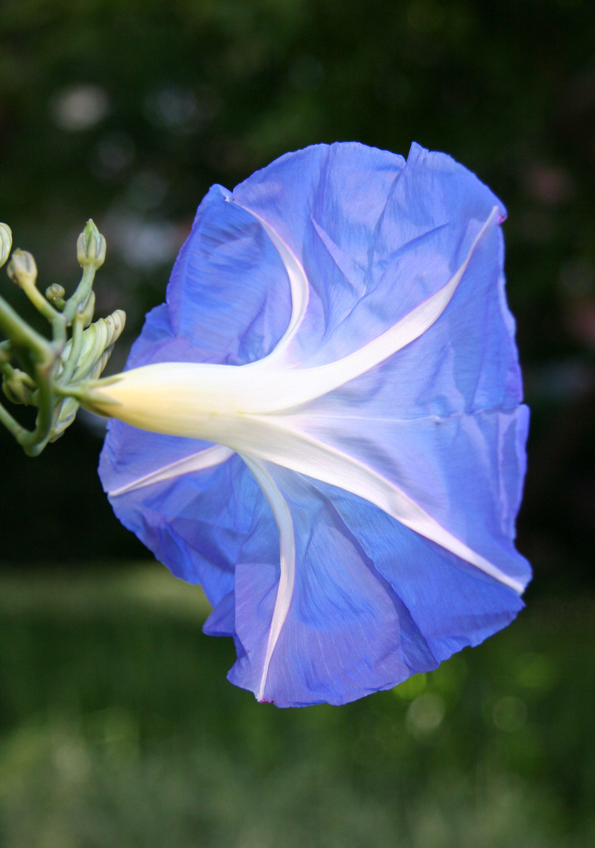 Heavenly Blue Morning Glory