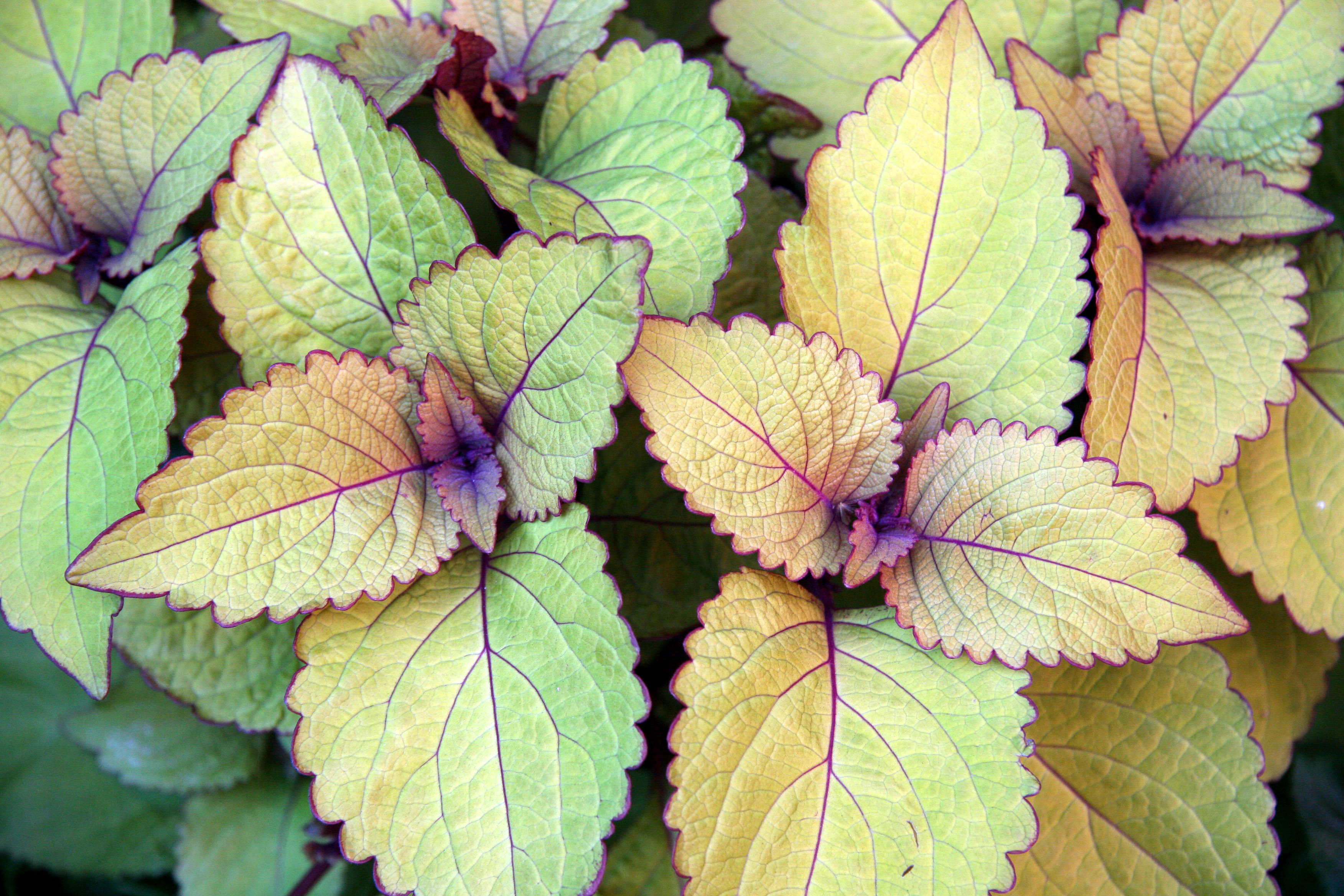 Coleus Foliage
