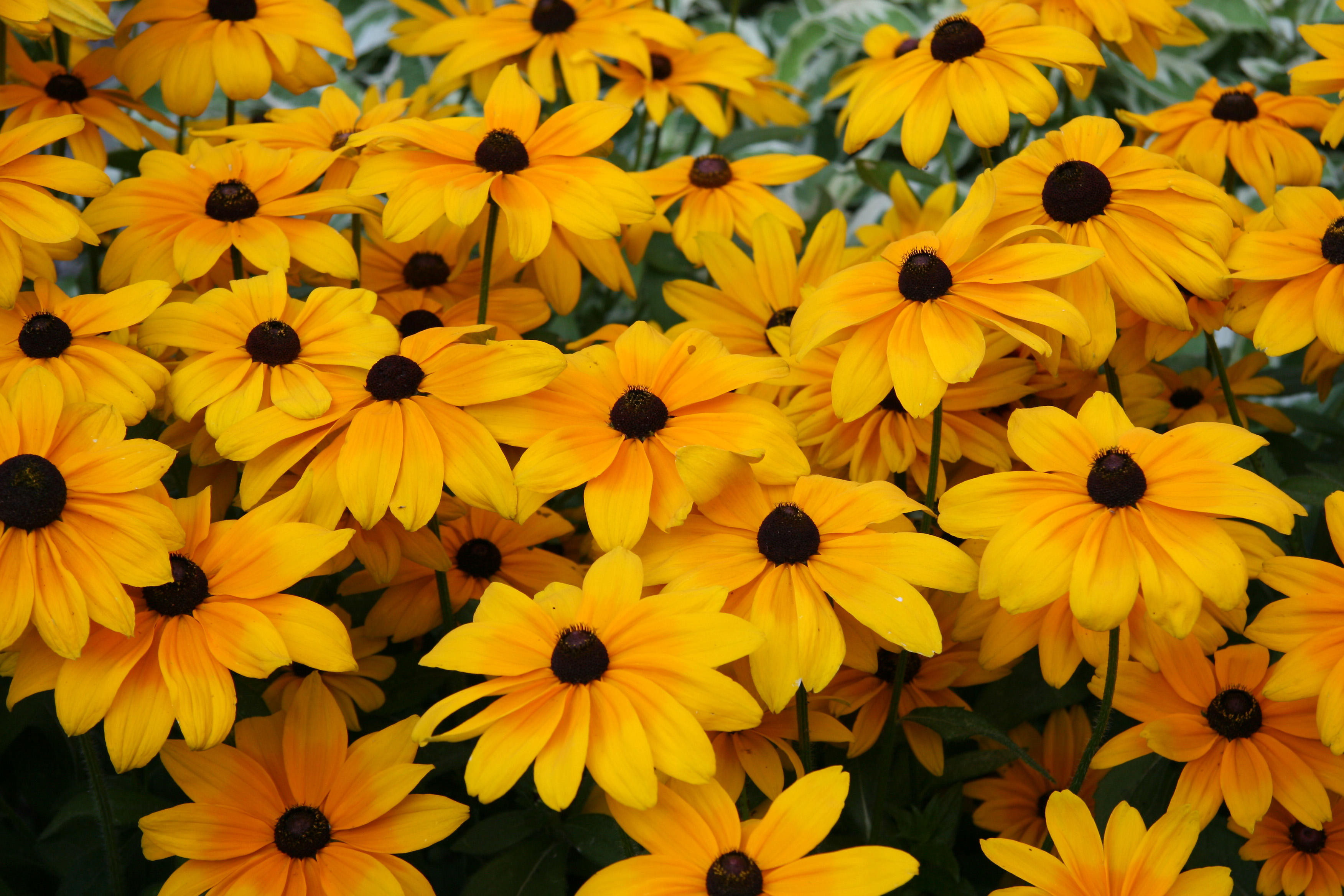Blackeyed Susans - NYU Athletic Center