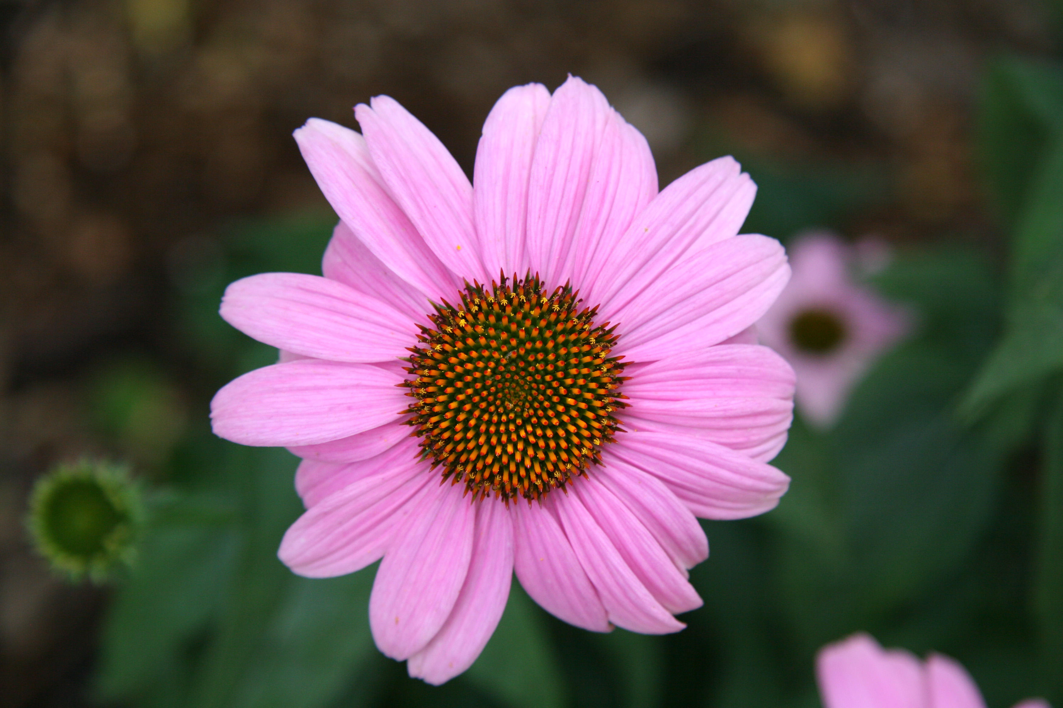 Echinacea Blossom