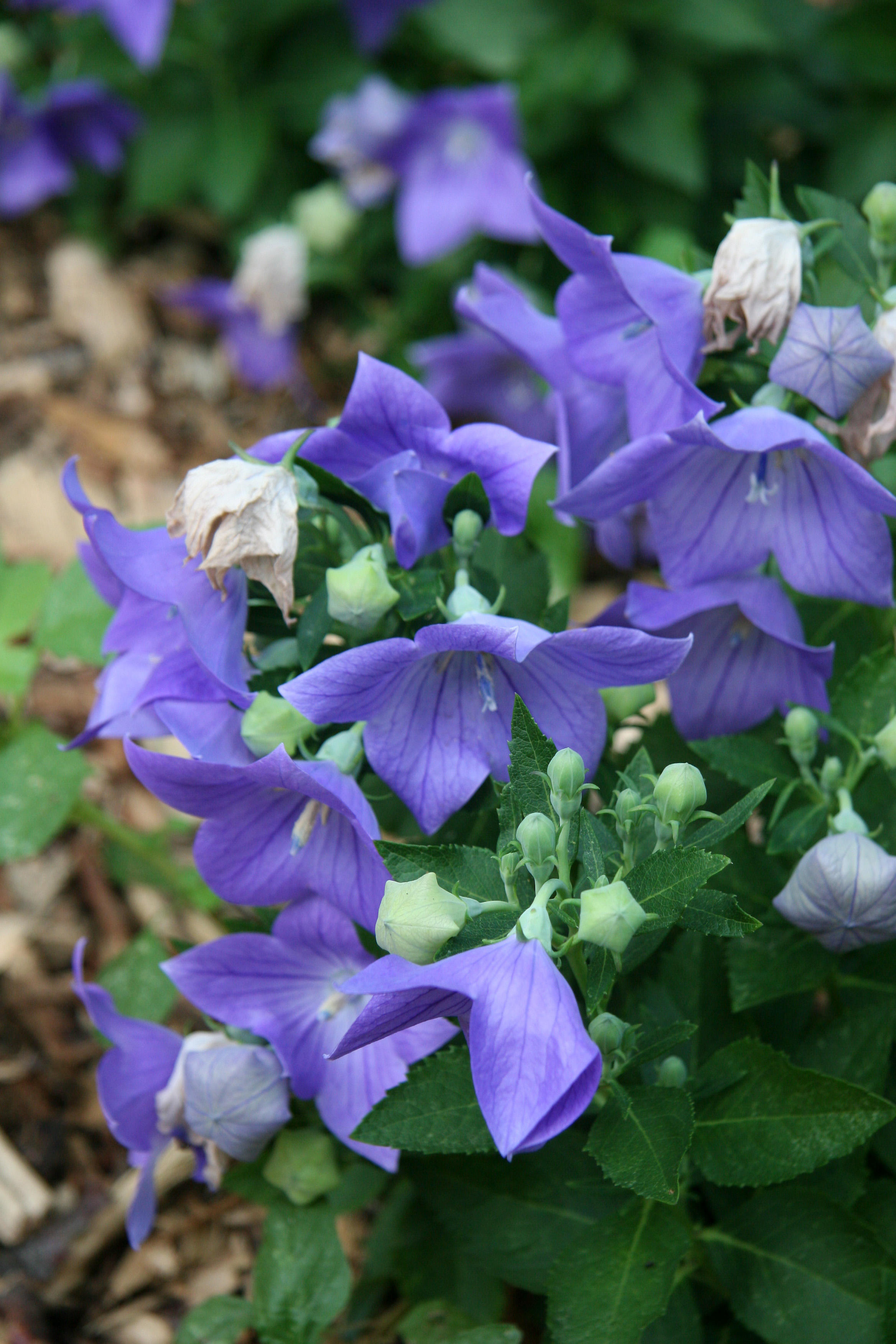 Balloon Flowers