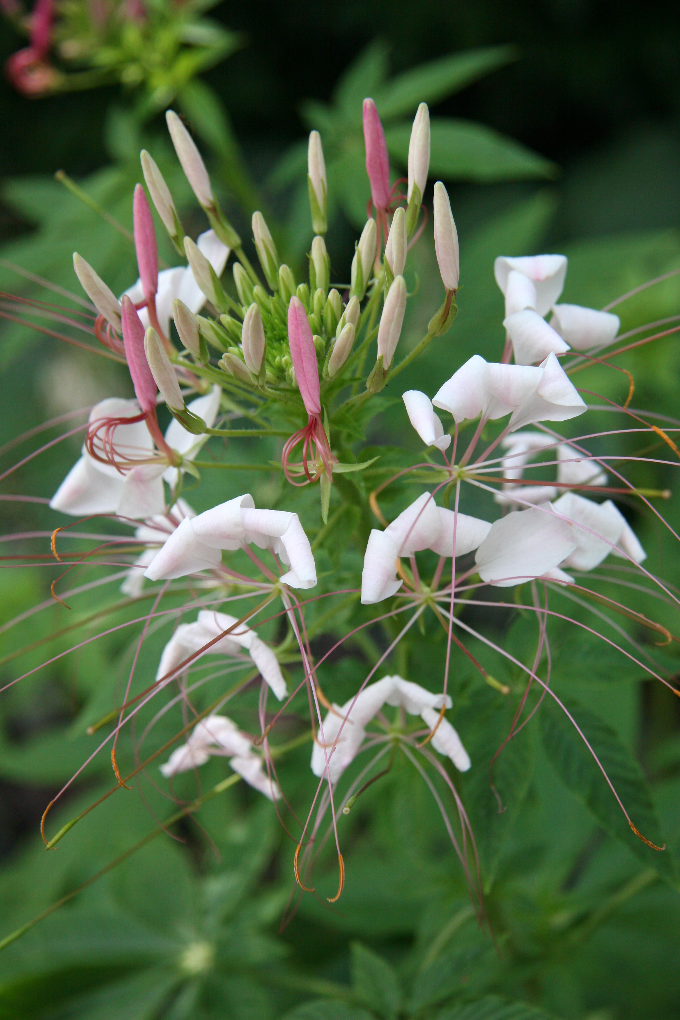 Cleome