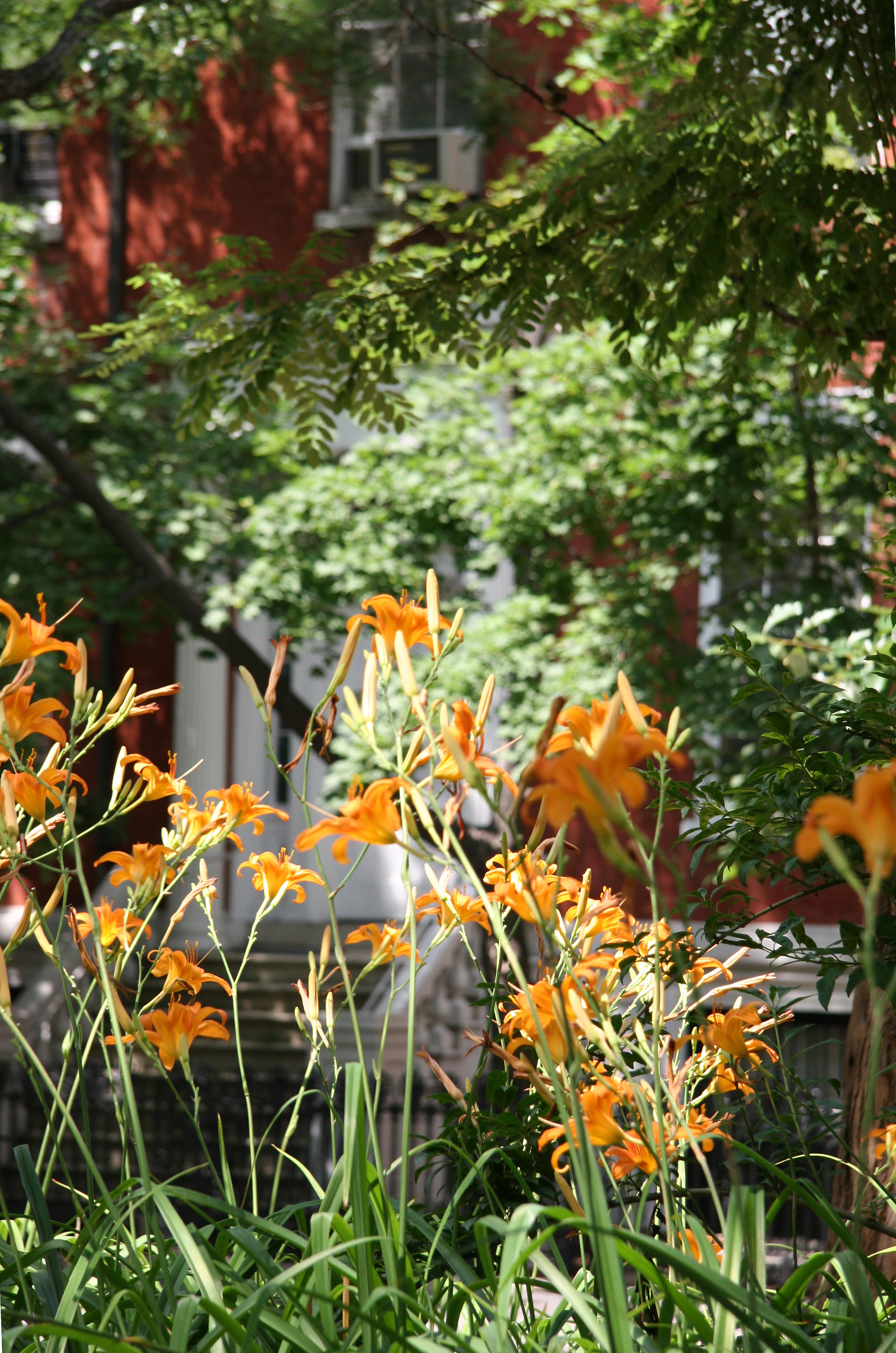 Day Lilies