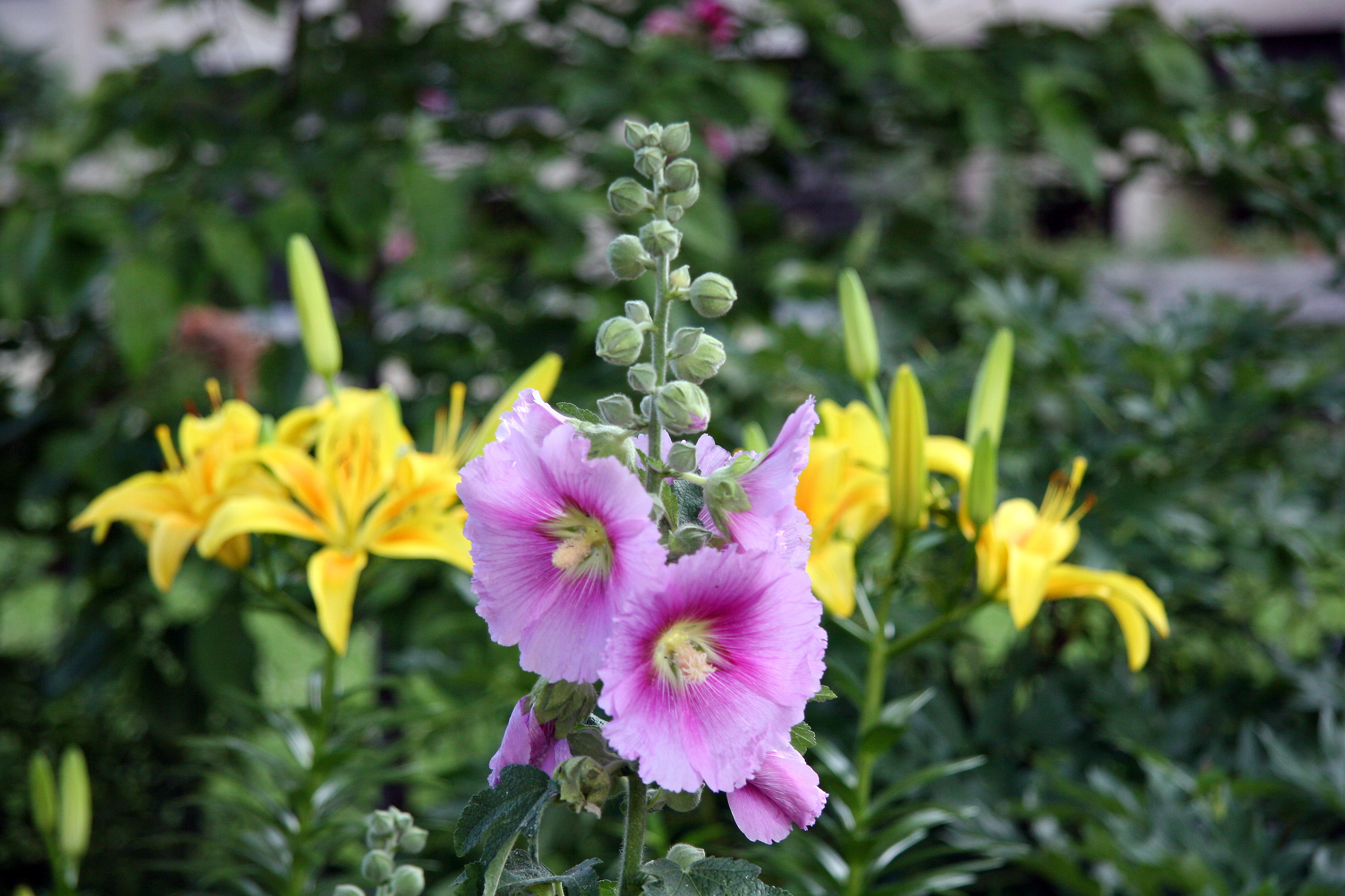 Hollyhocks & Lilies