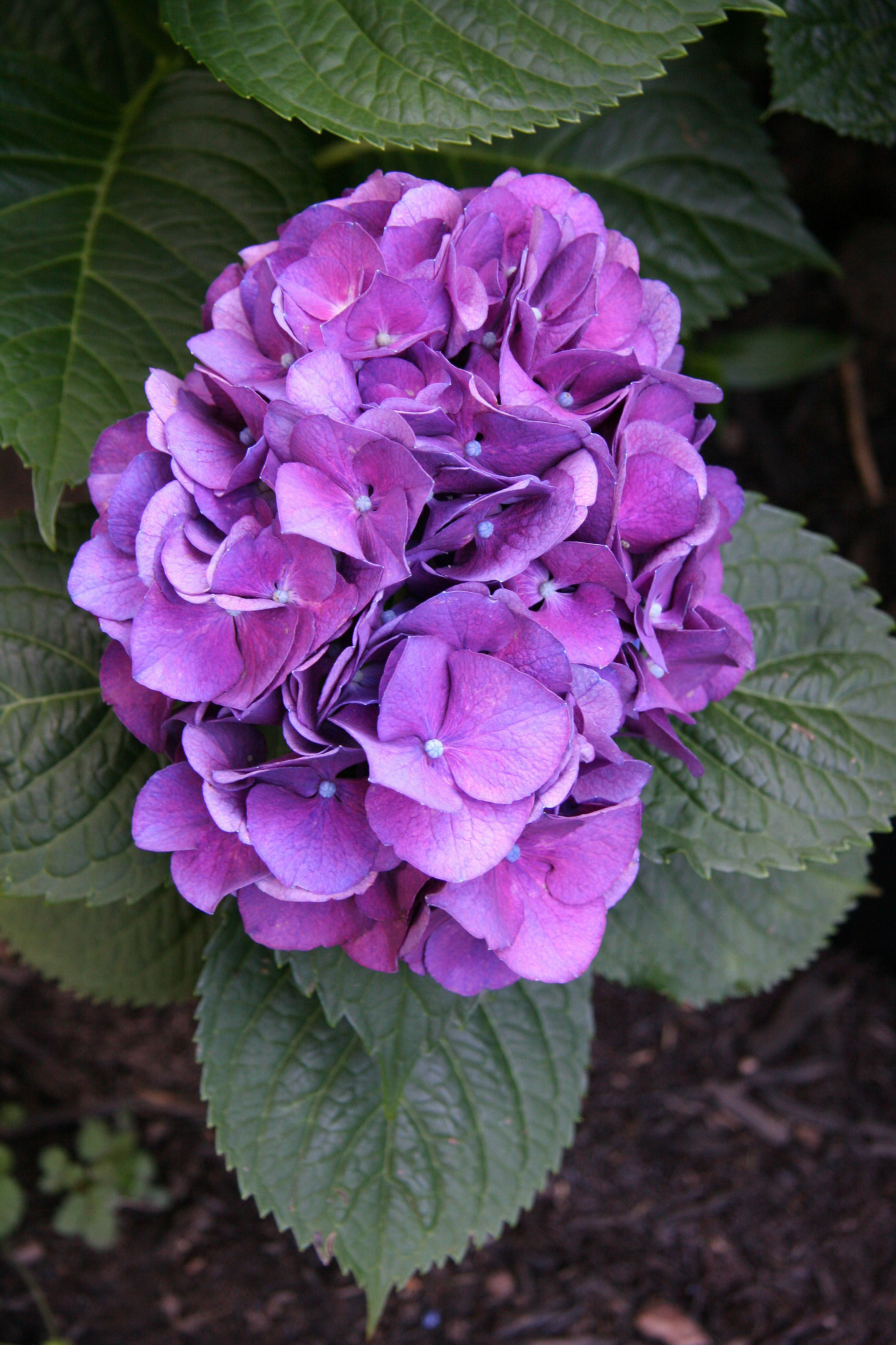 Hydrangea