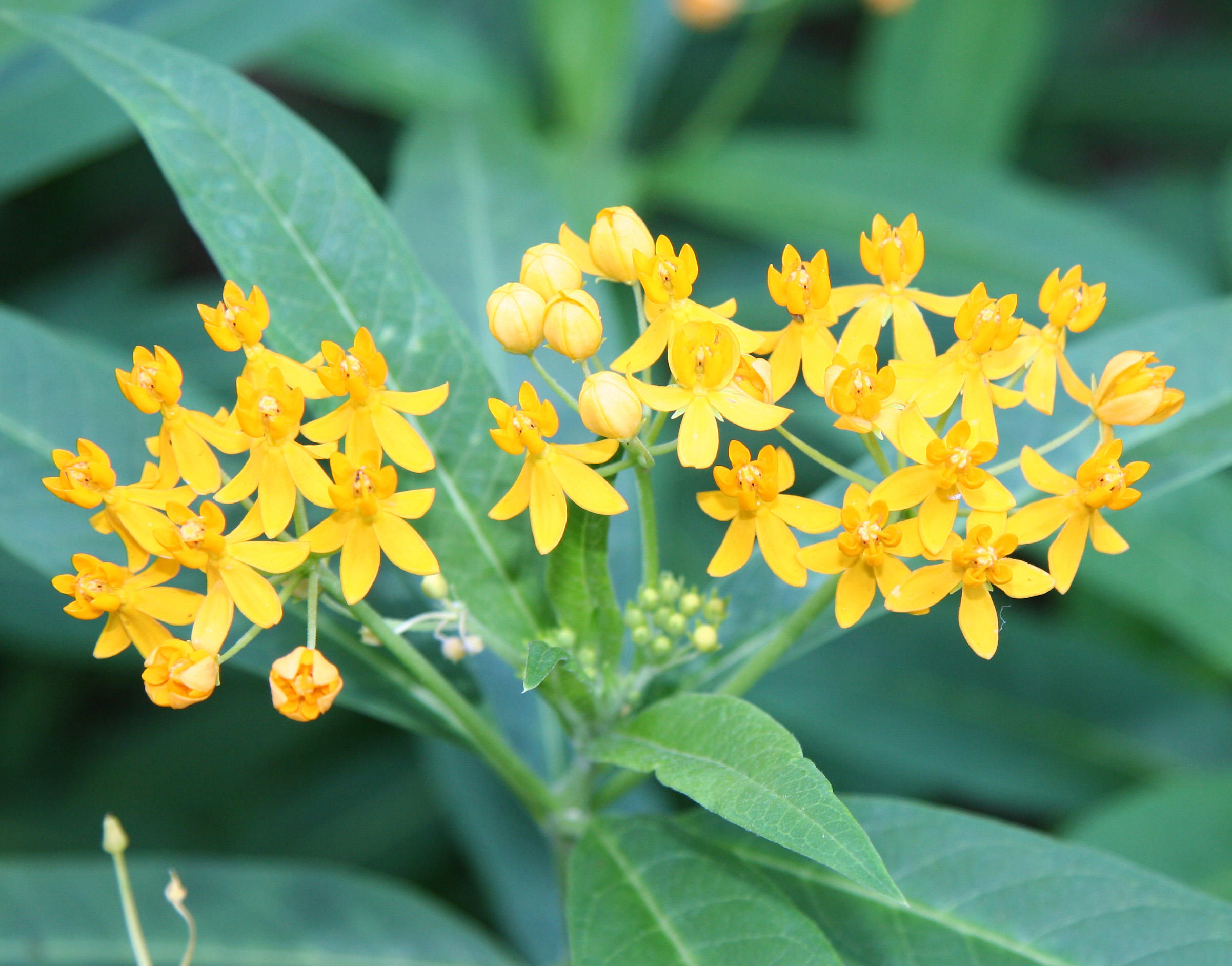 Milkweed