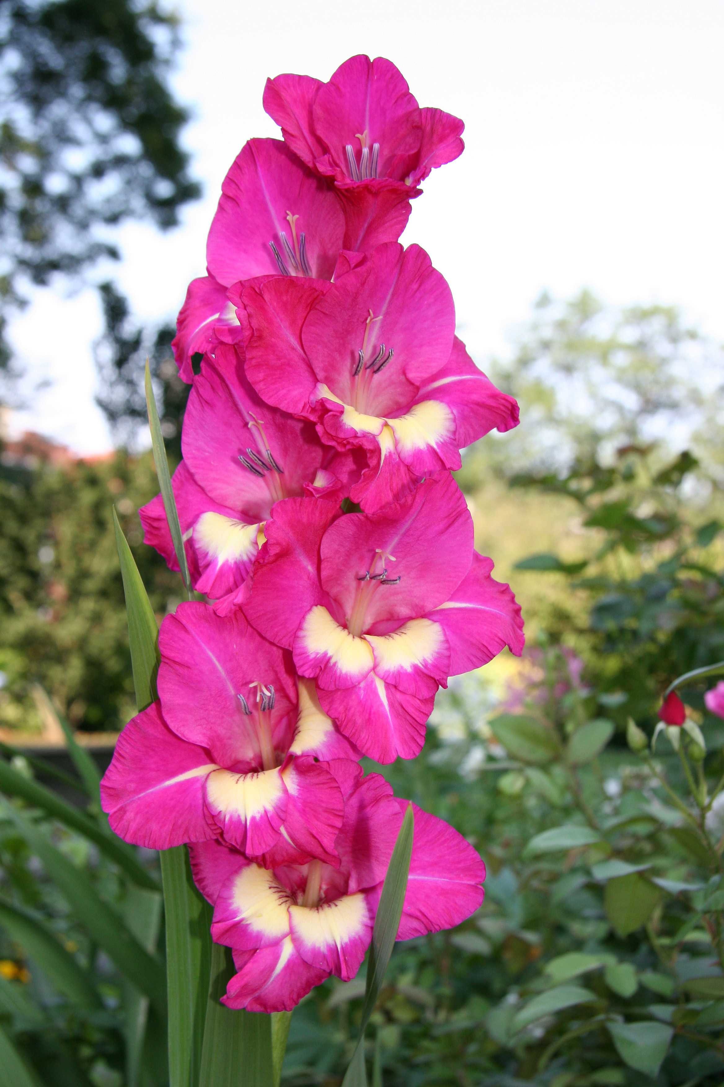 Gladiolus