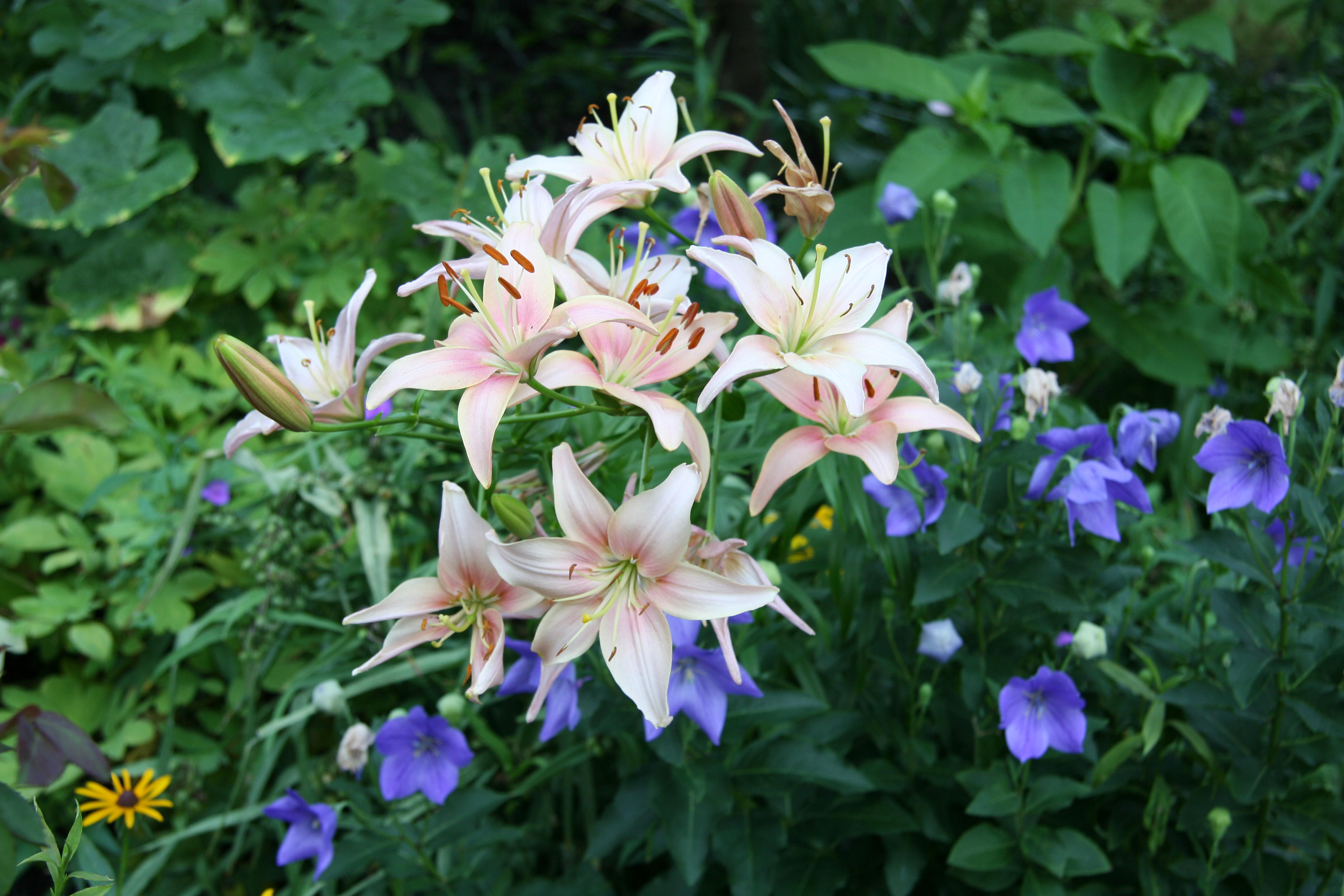 Lilies & Balloon Flowers