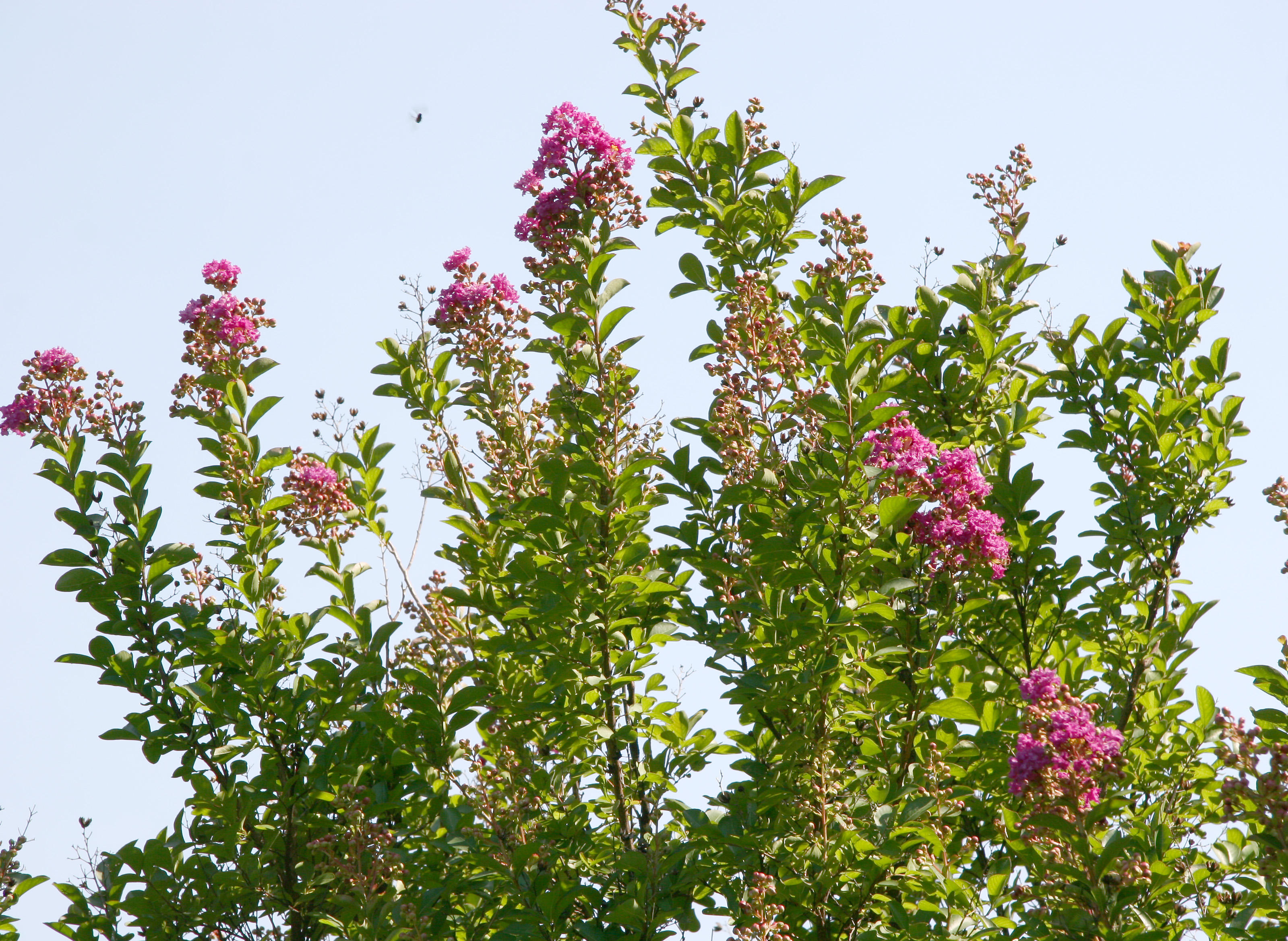 Crepe Myrtle Tree Blossoms