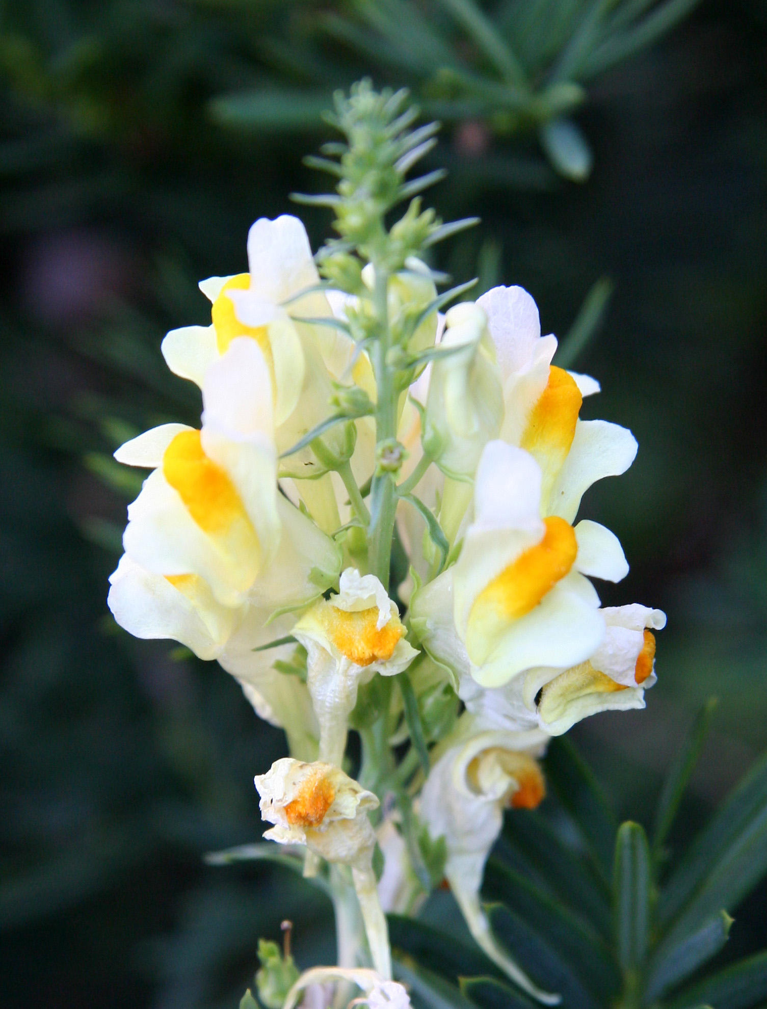 Toad Flax or Linaria vulgaris