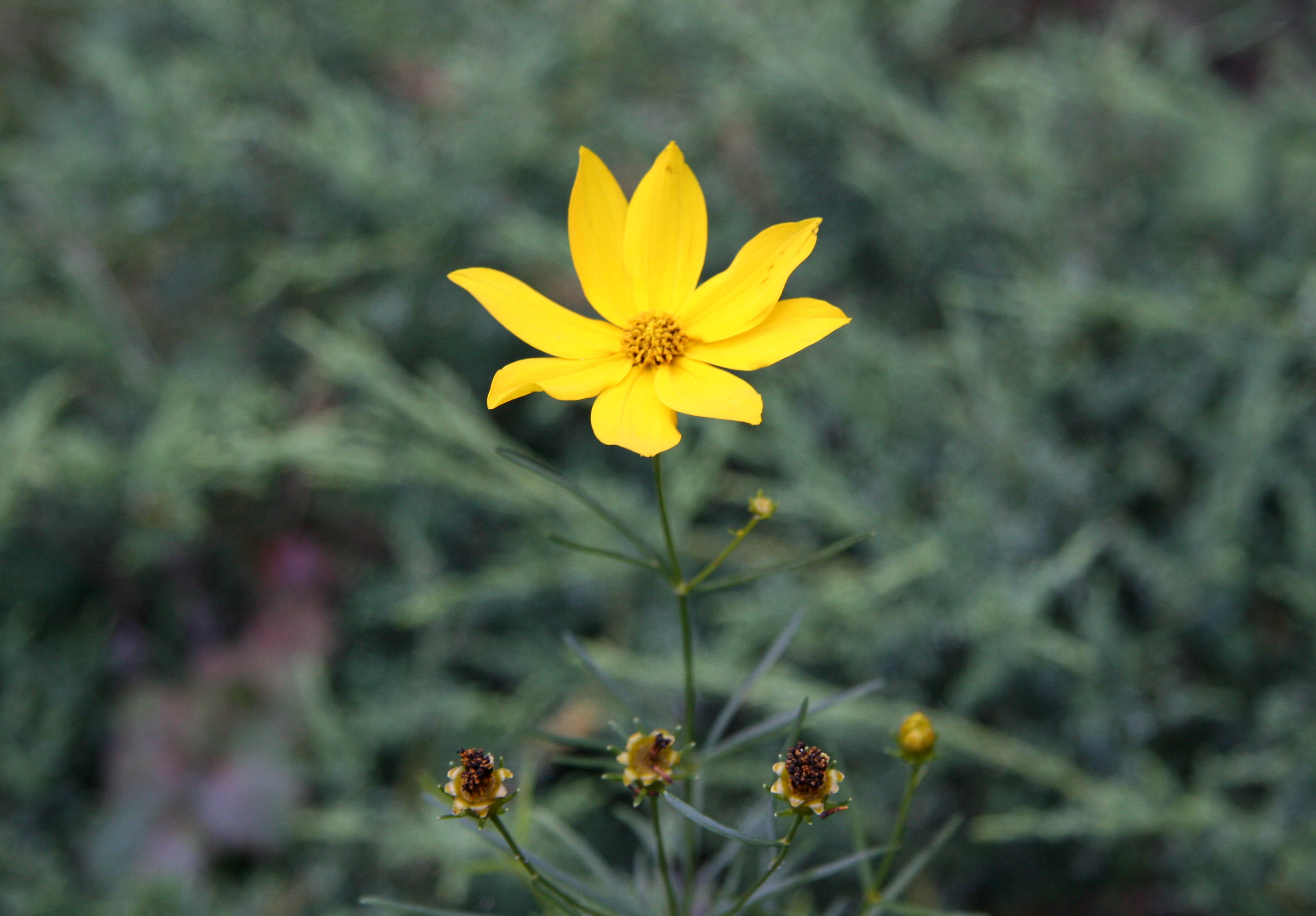 Coreopsis