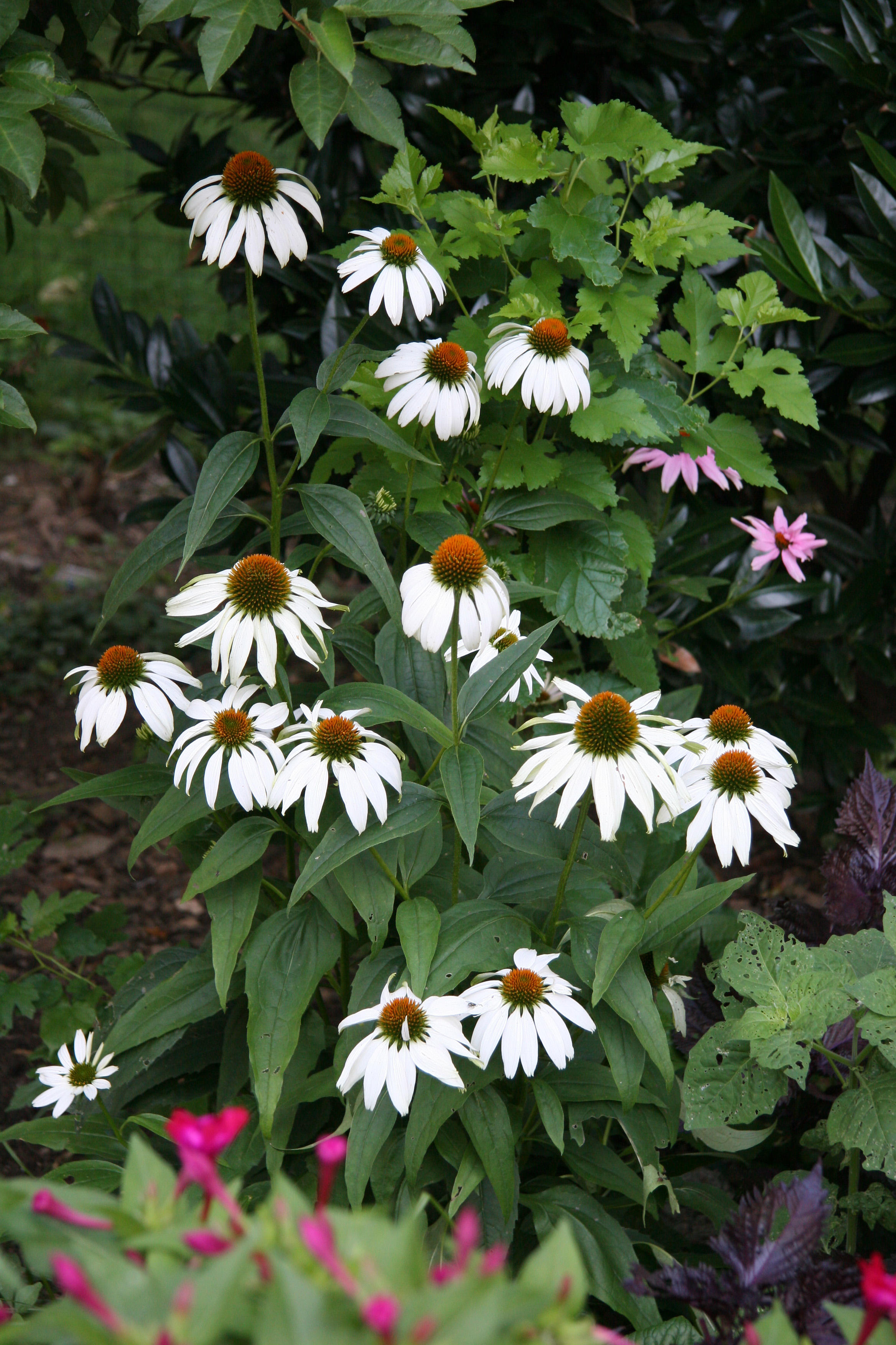 Echinacea