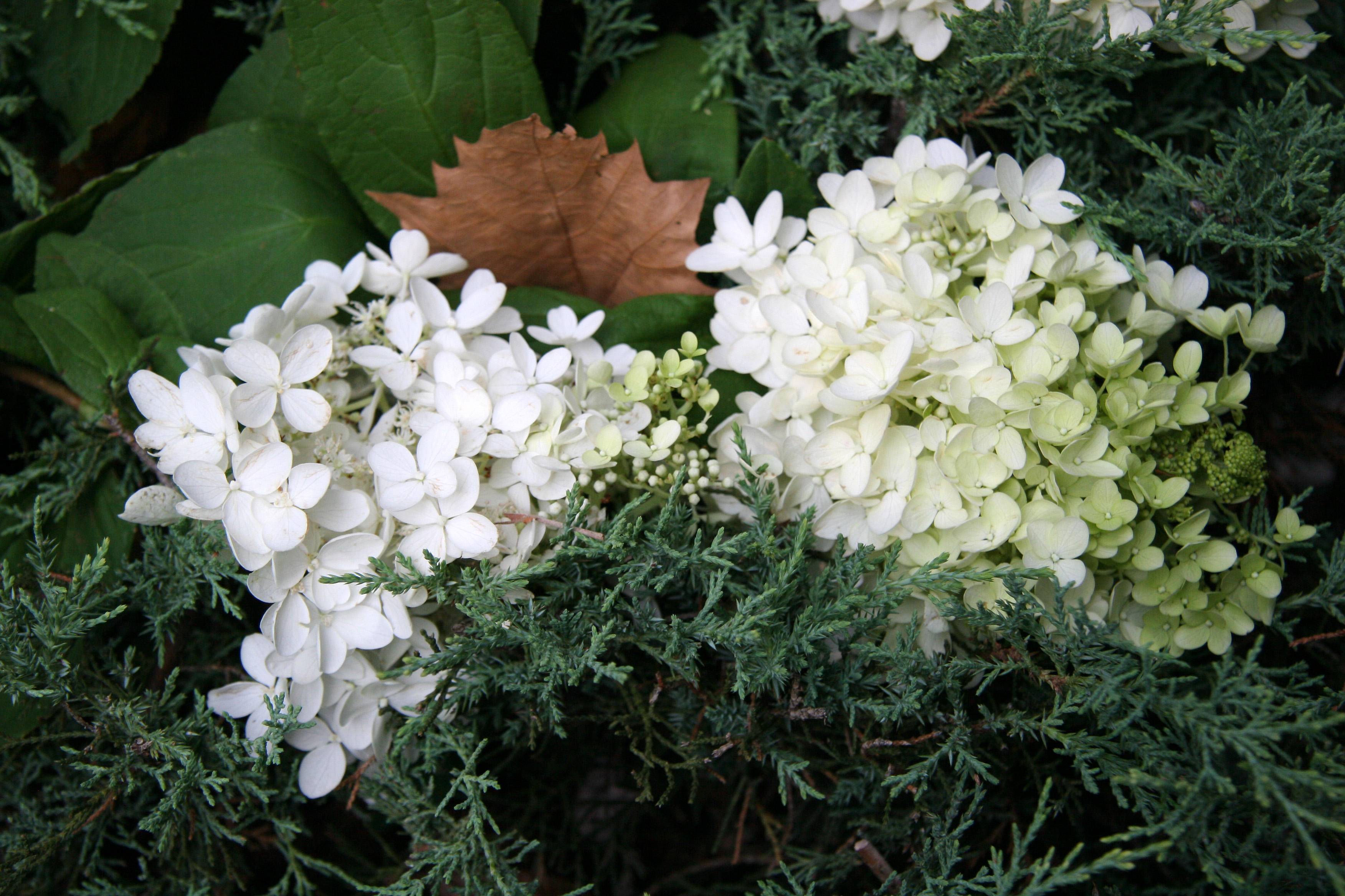 Hydrangea & Juniper