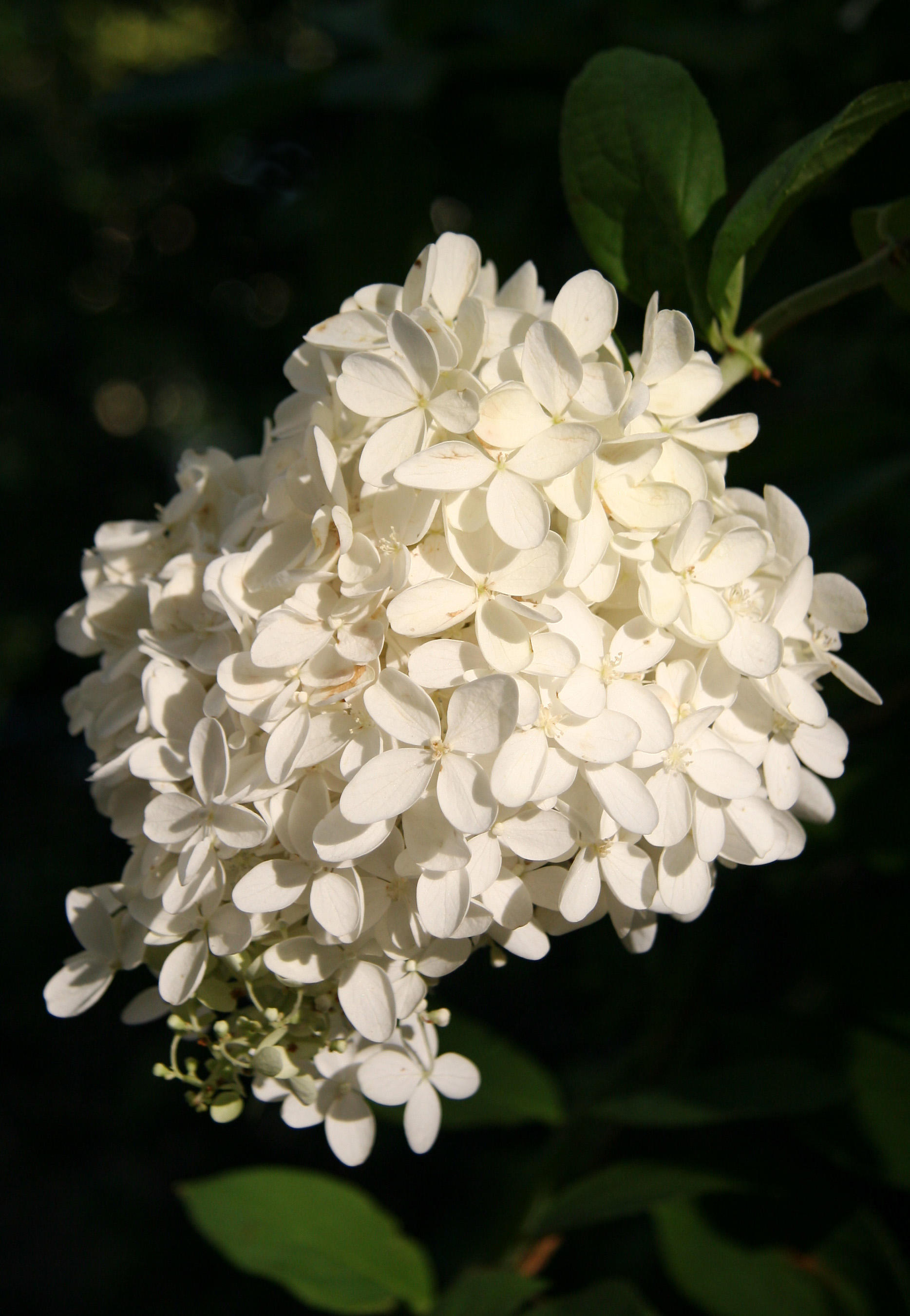 Hydrangea Blossoms