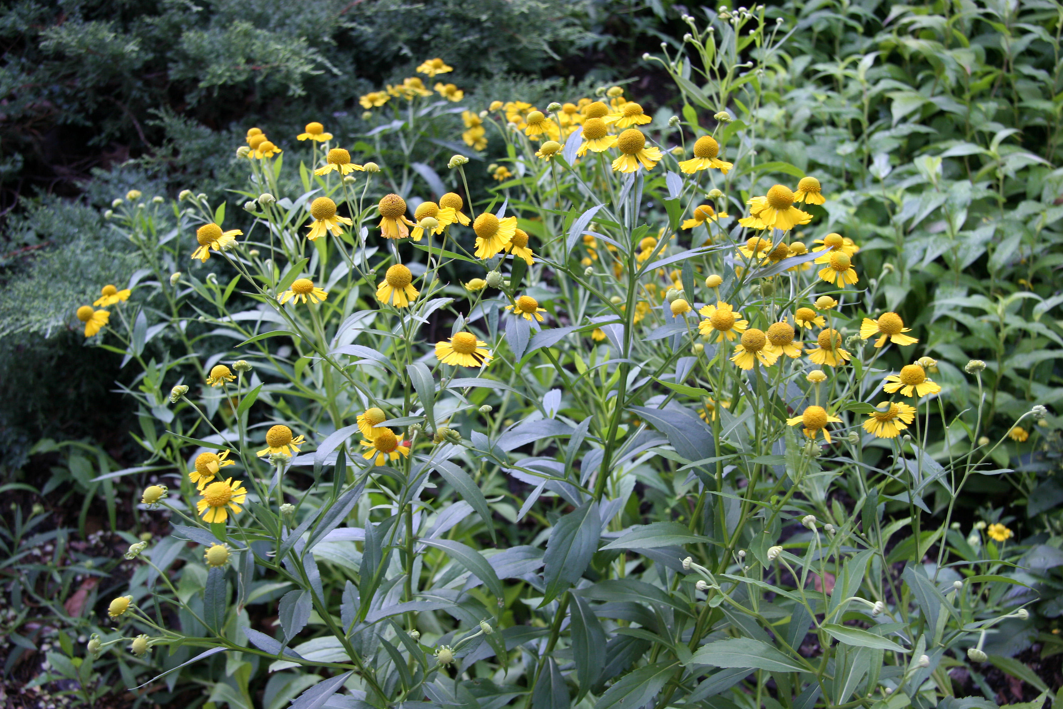 Sneezeweed