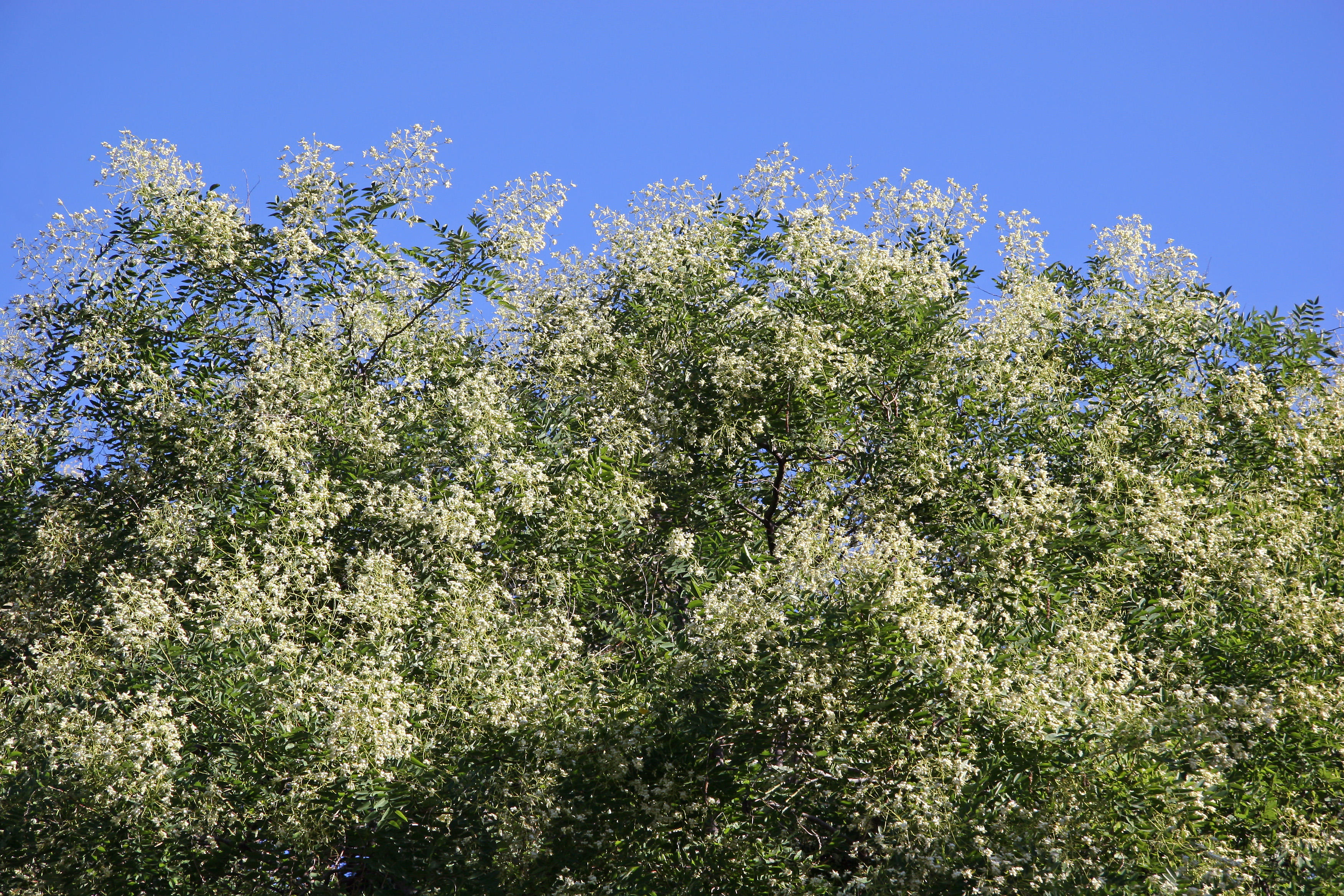 Scholar Tree Blossoms