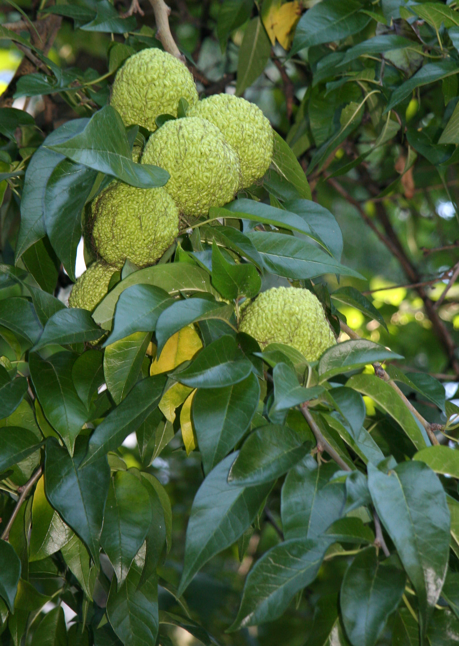 Osage Orange Seed Balls