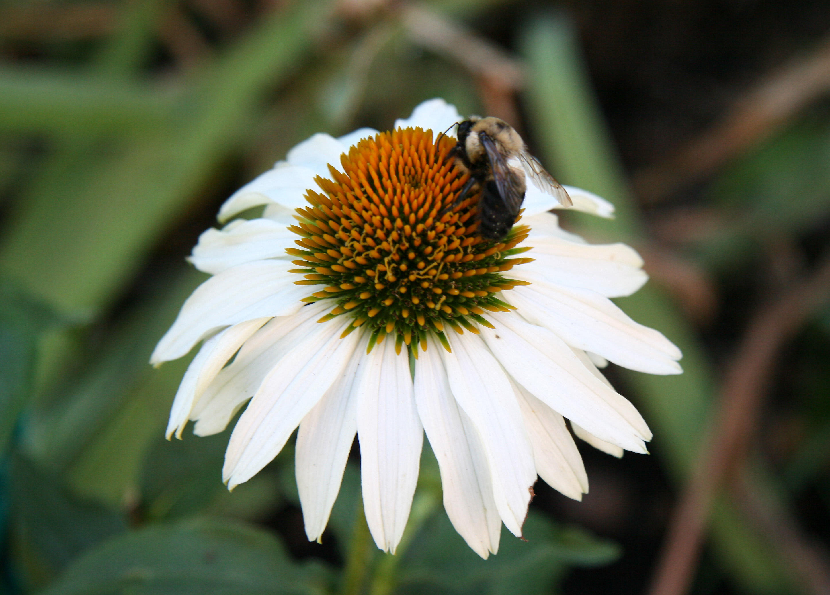 Echinacea & Bee