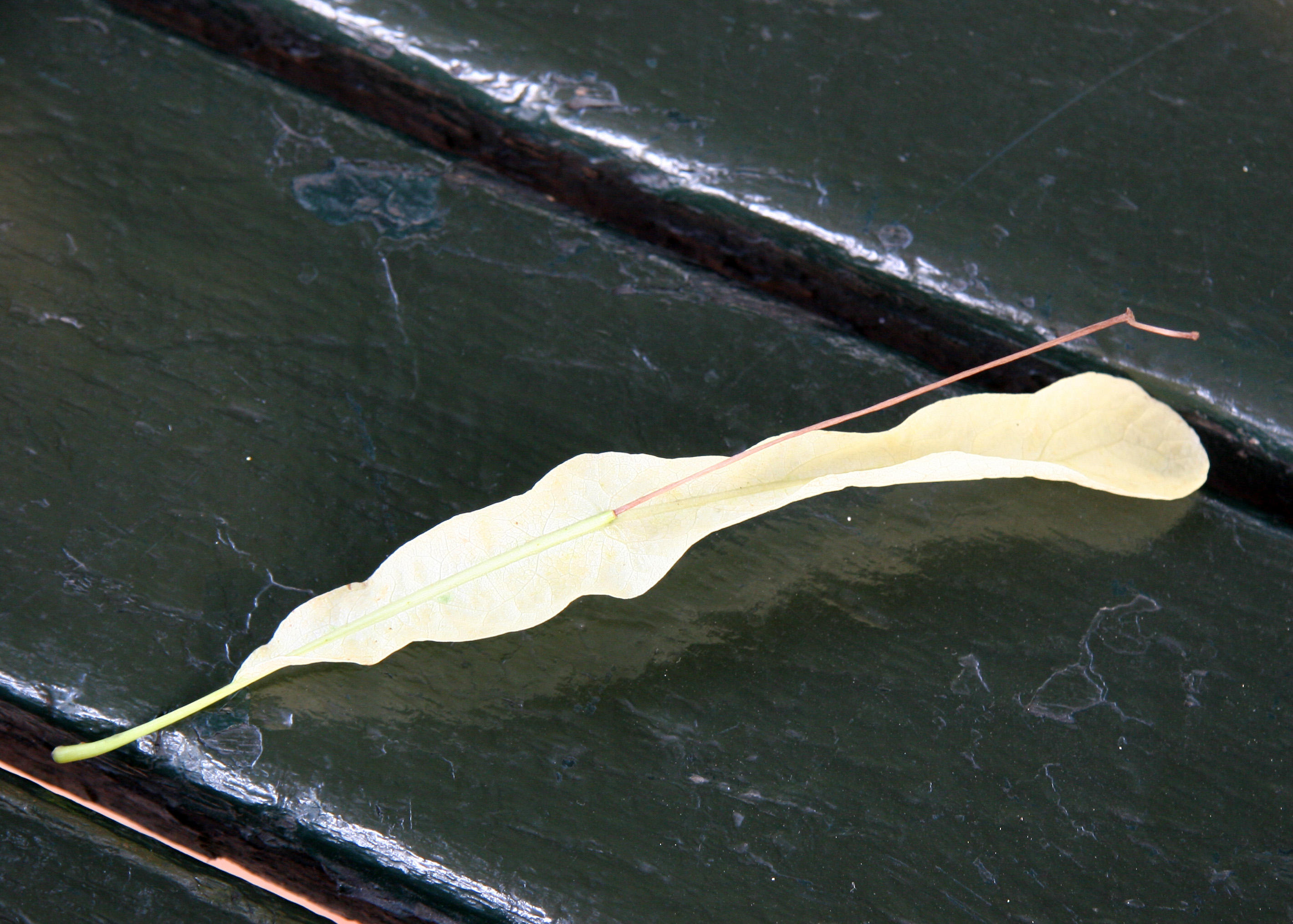 Linden Tree Seed Foliage