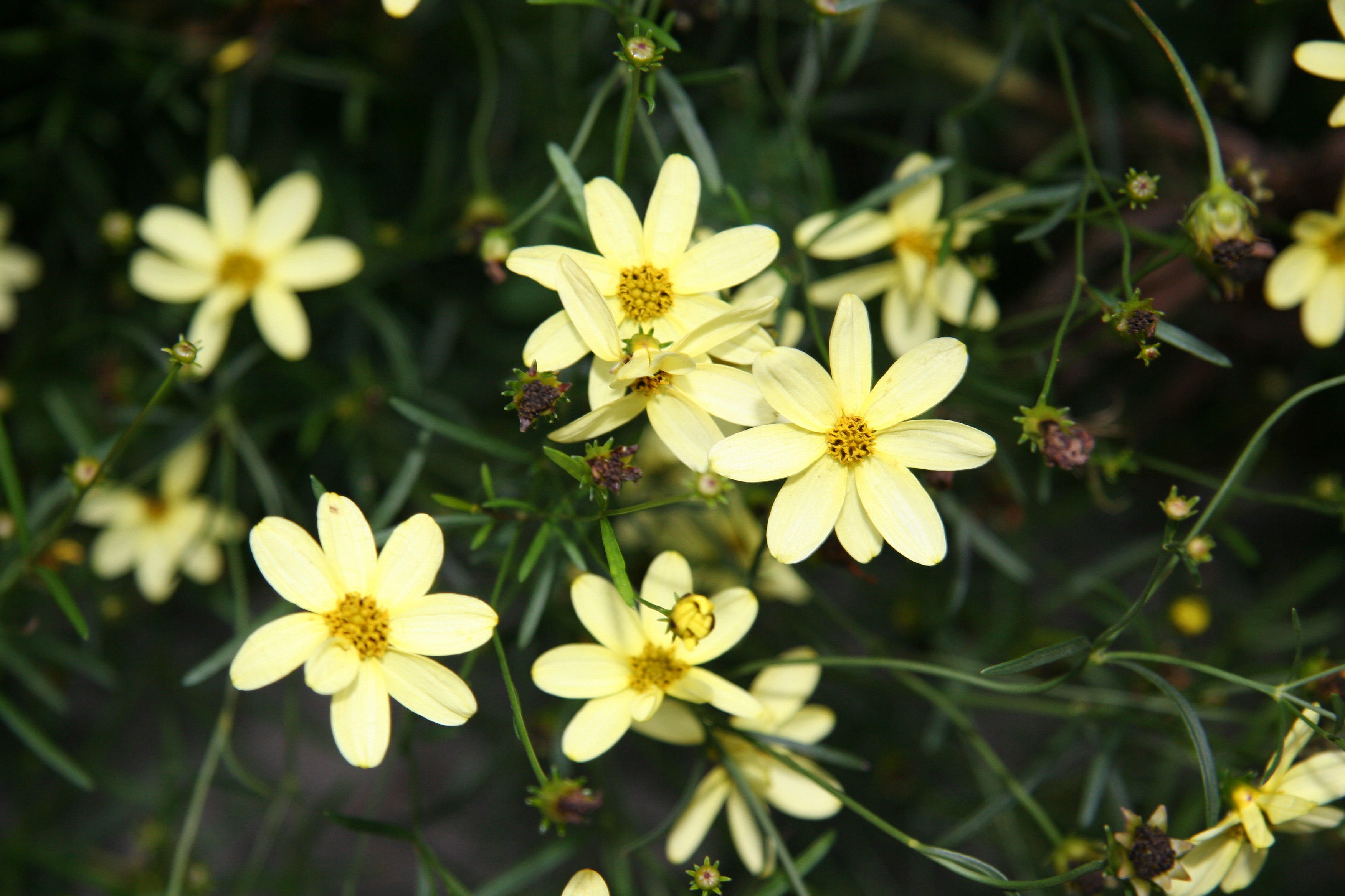 Coreopsis