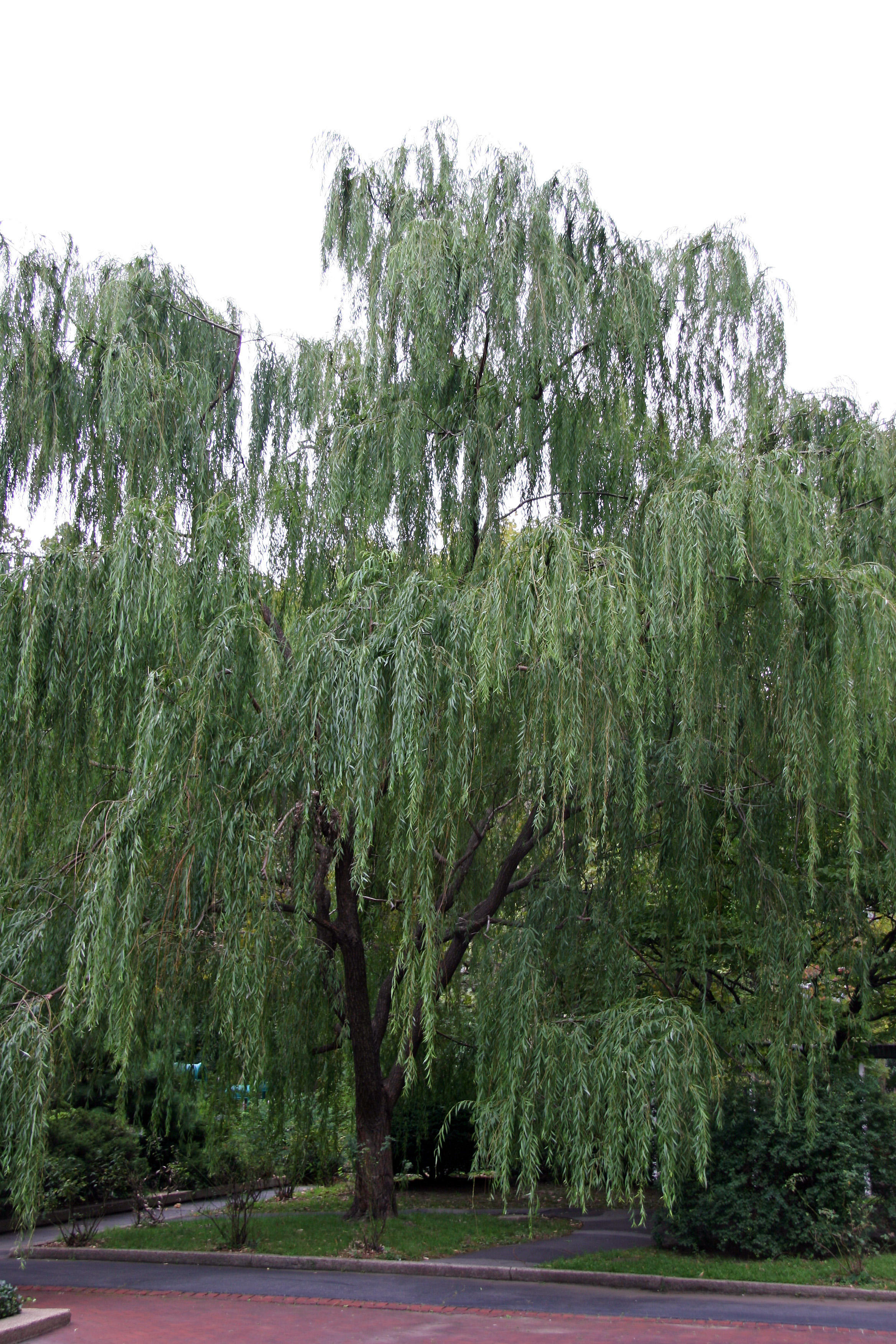 Willow Tree