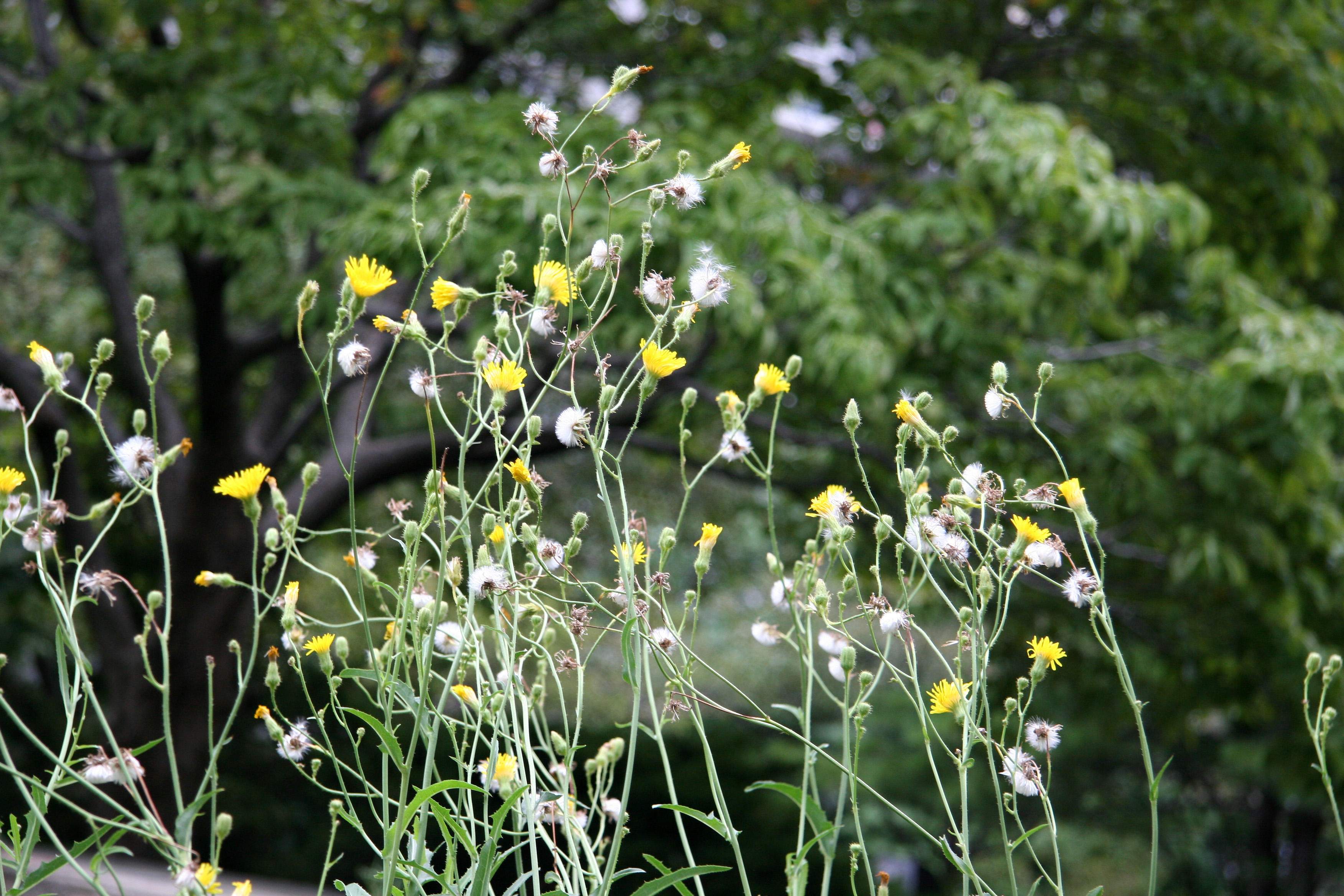 Dandelions