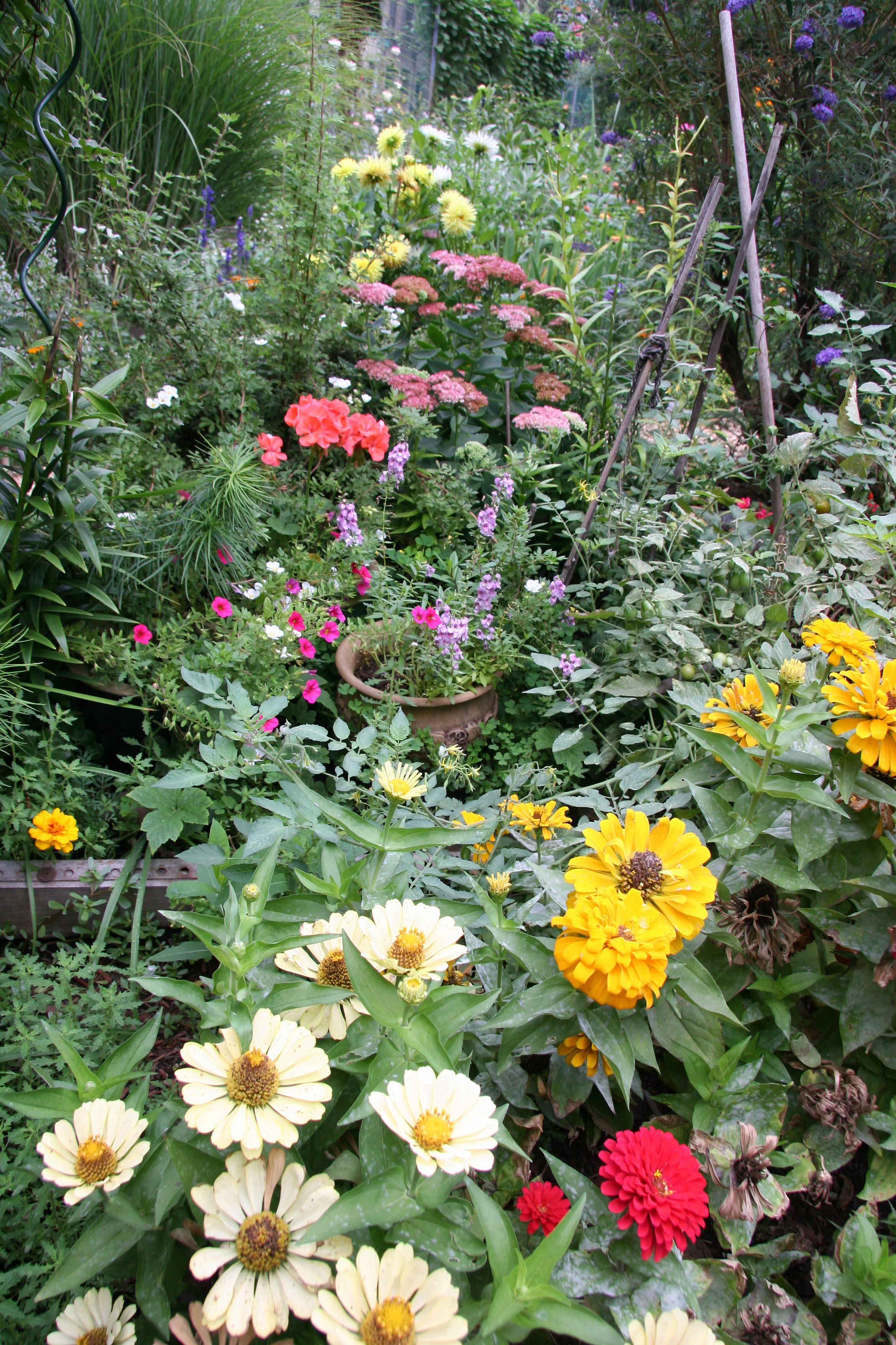 Garden View - Zinnias, etc...