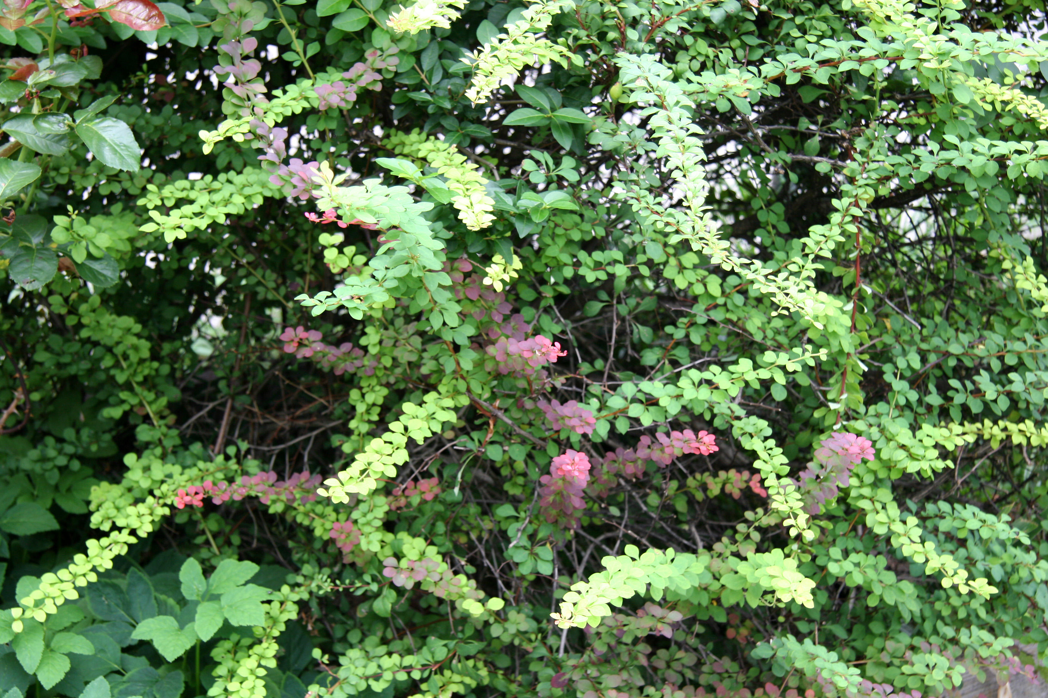 Pyracantha