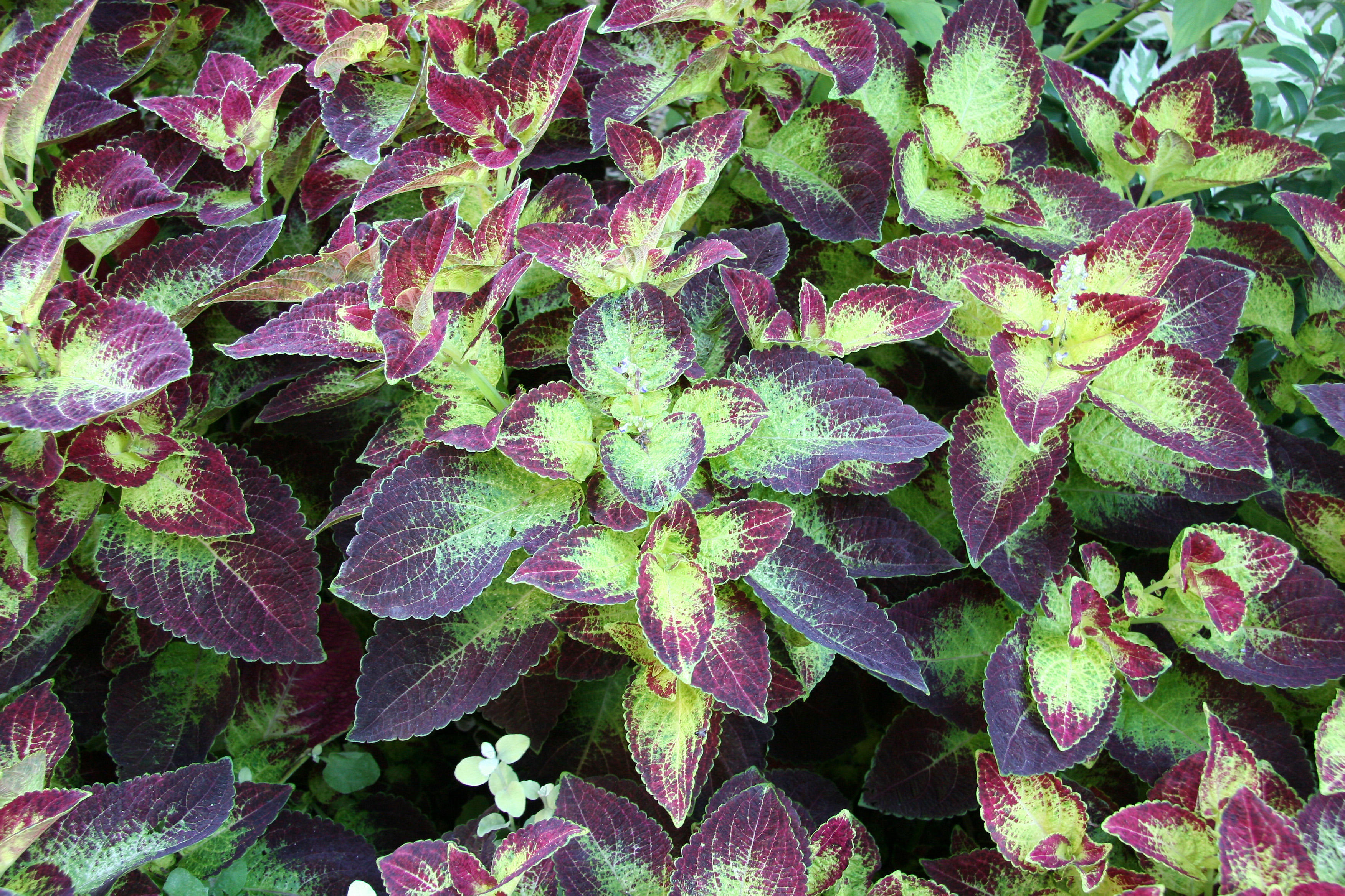 Coleus