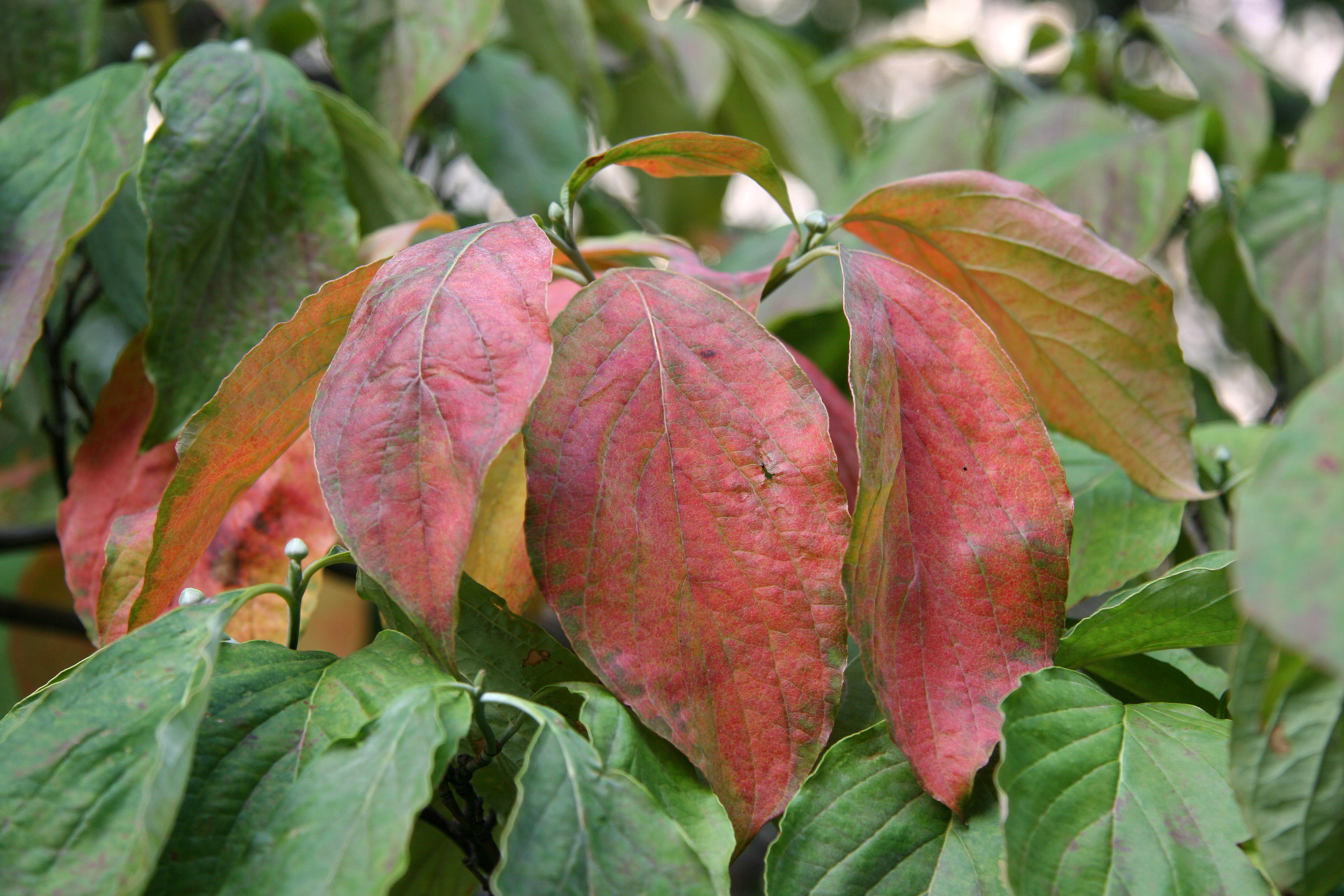 Dogwood Foliage