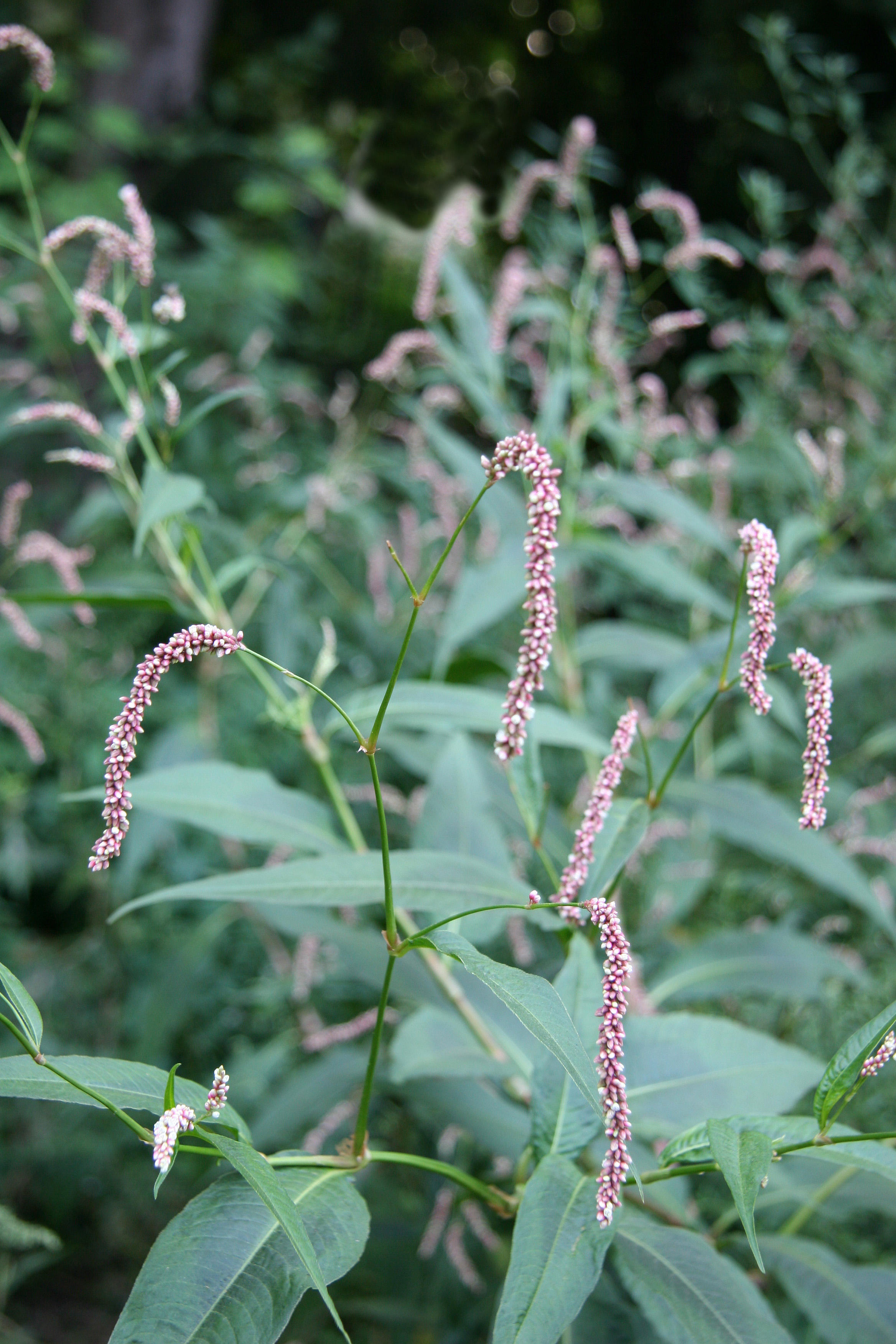 Unknown Plant