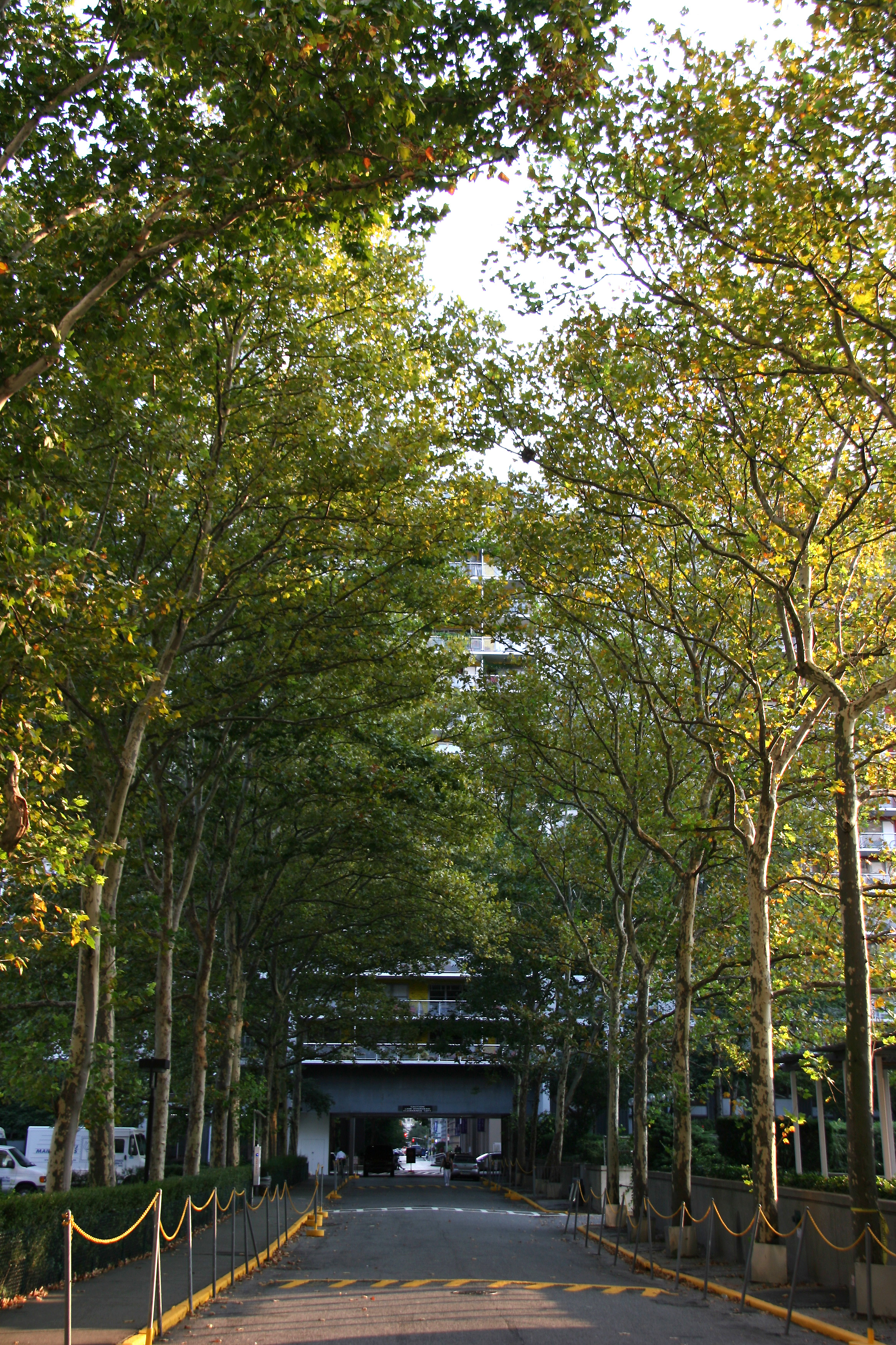 Sycamore Tree Arcade