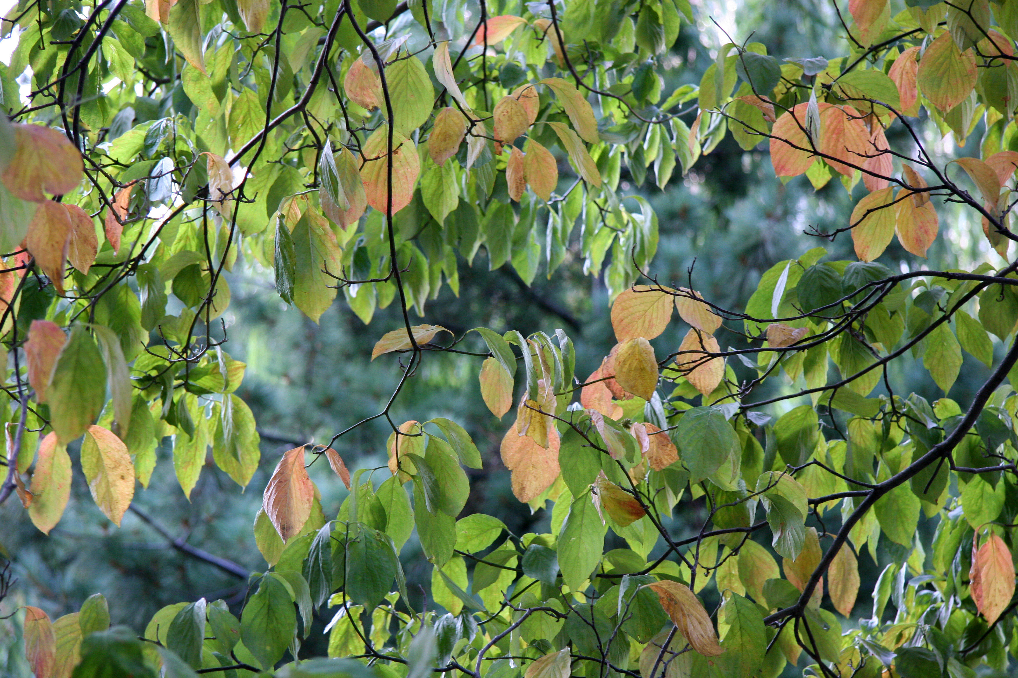 Dogwood Tree Foliage
