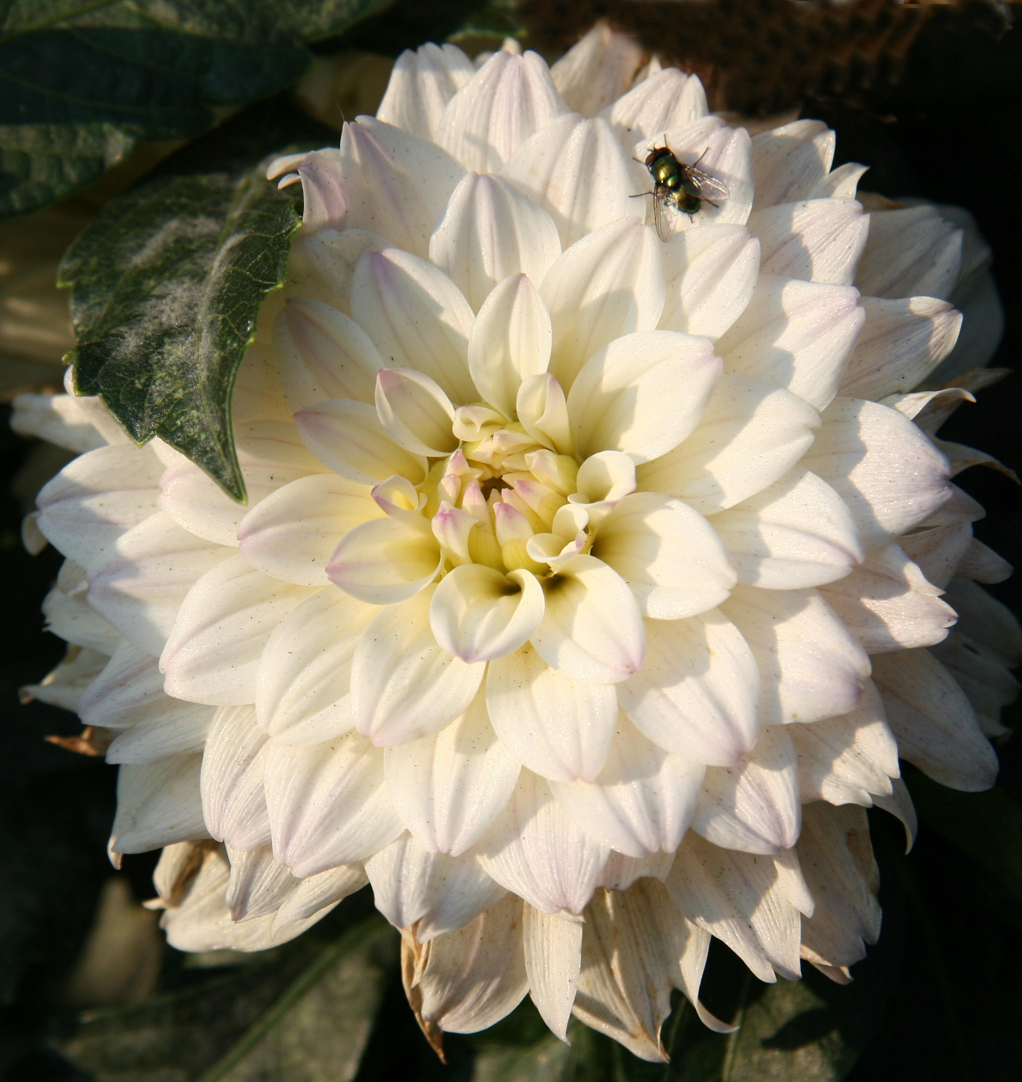 White Dahlia