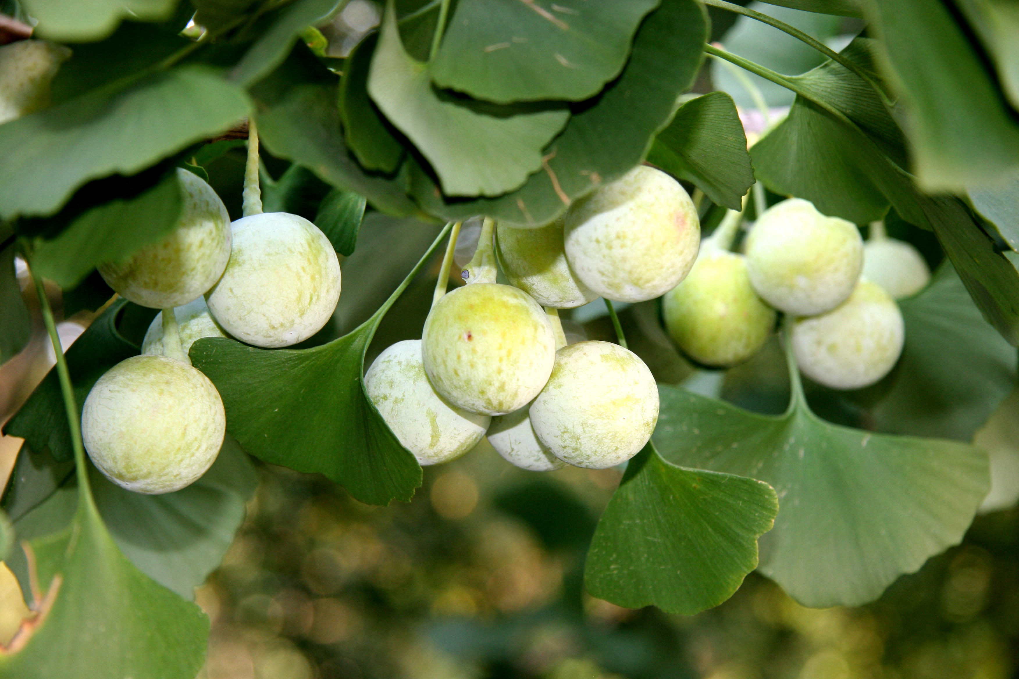 Ginkgo Fruit