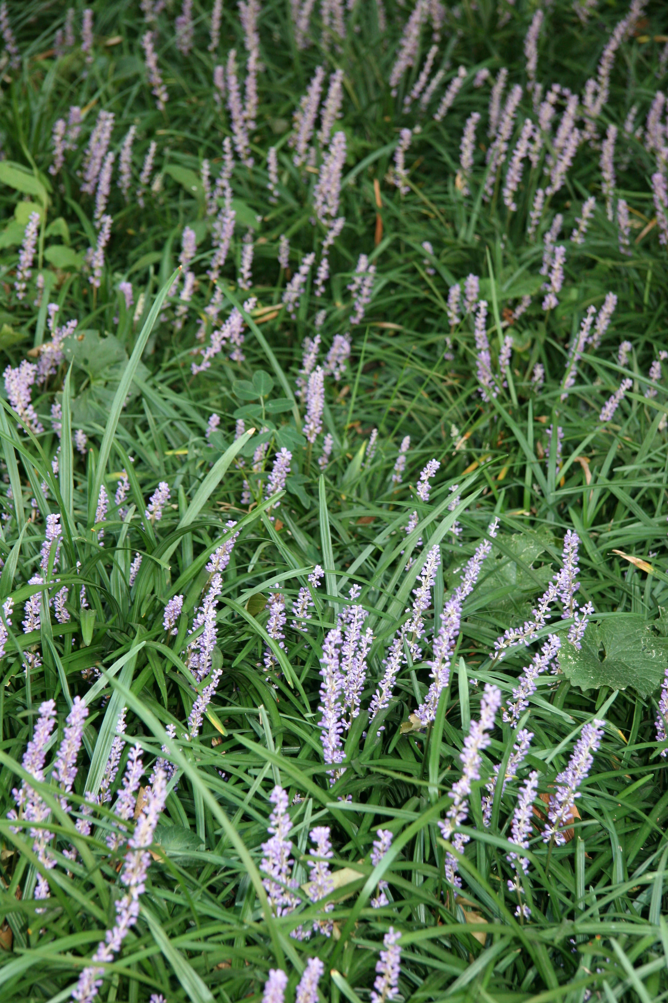 Liriope