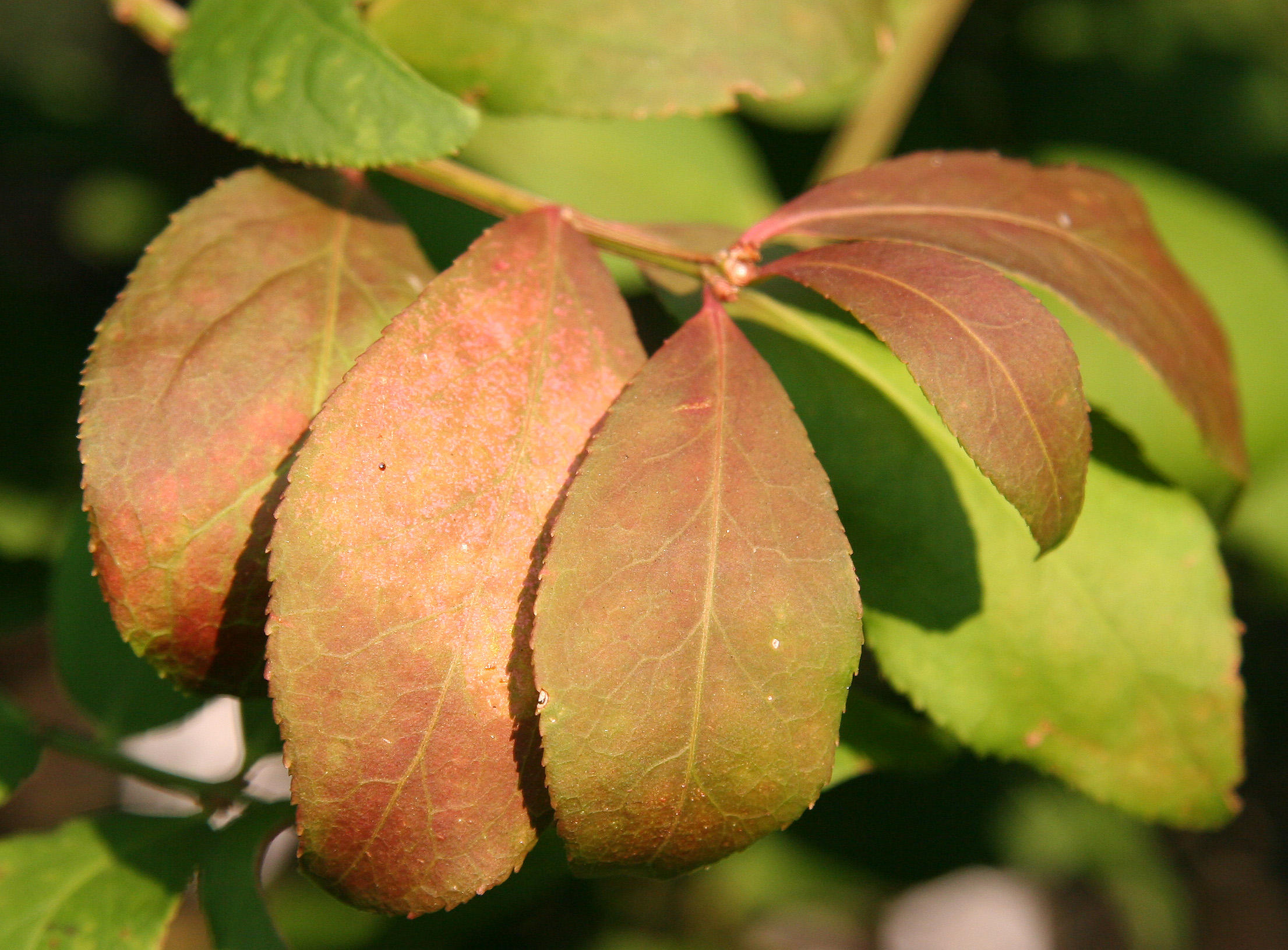 Burning Bush Foliage - Beginning to Burn
