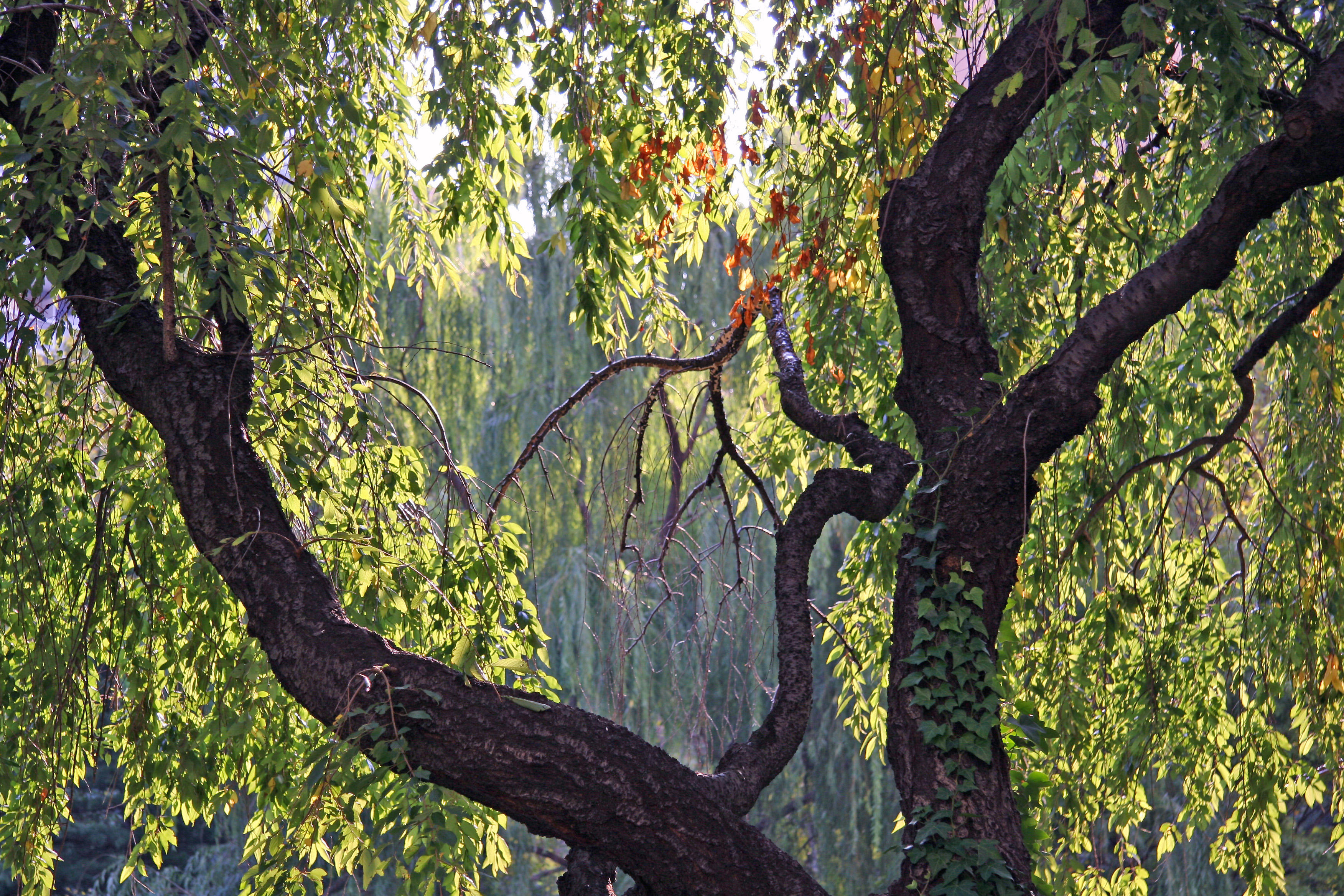 Cherry & Willow Tree Foliage