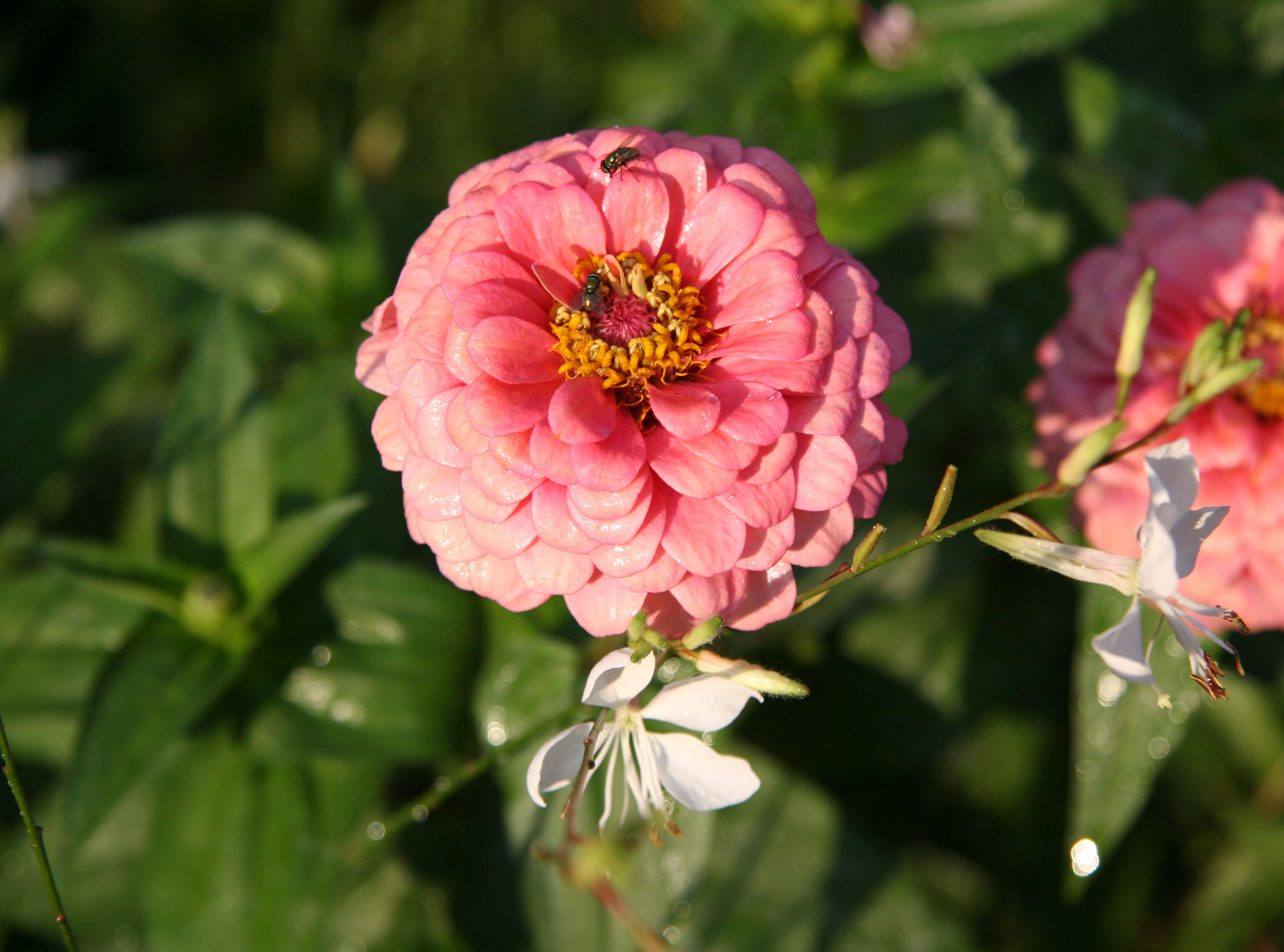 Zinnia & Guara