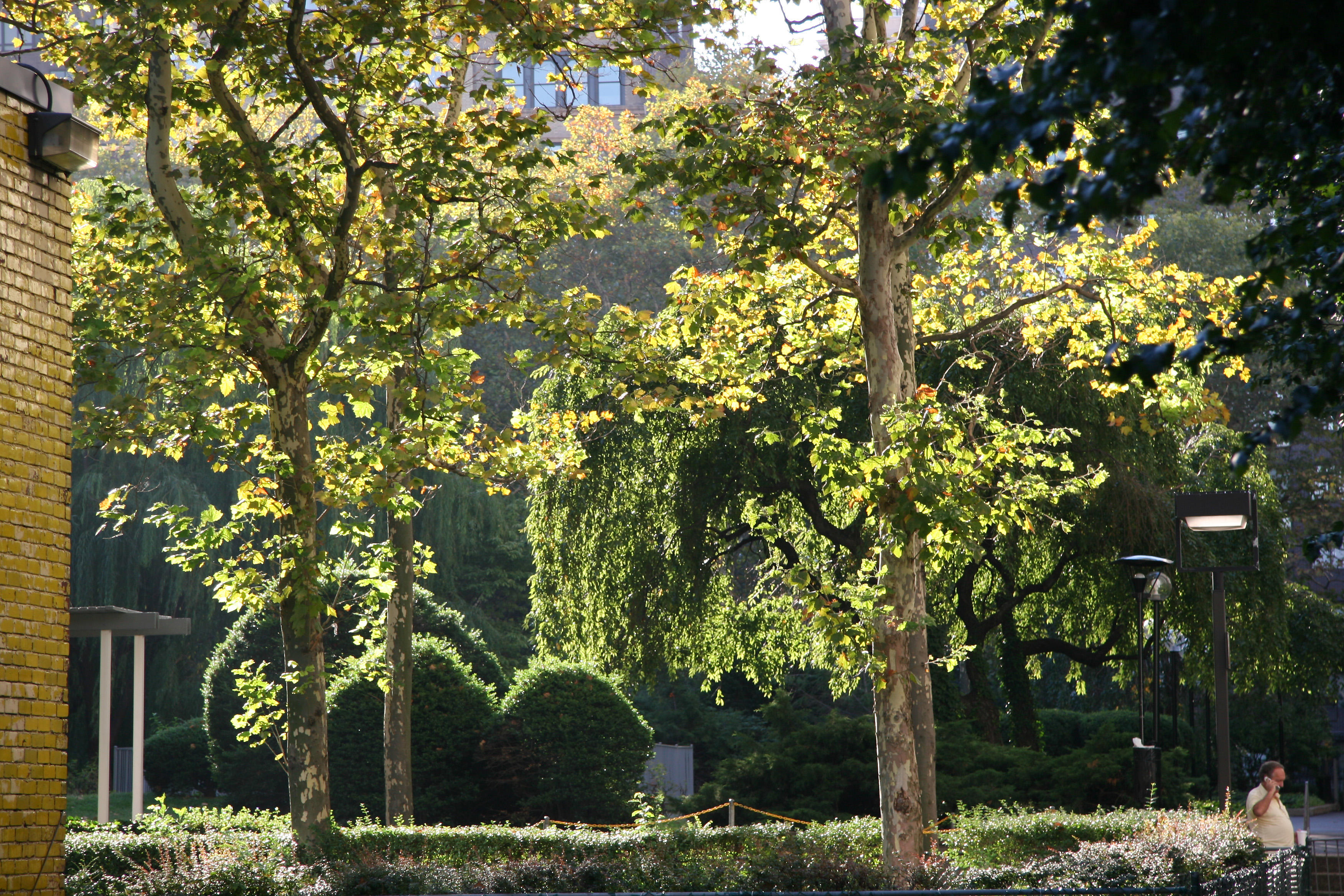 Morning Sunlight - Garden View