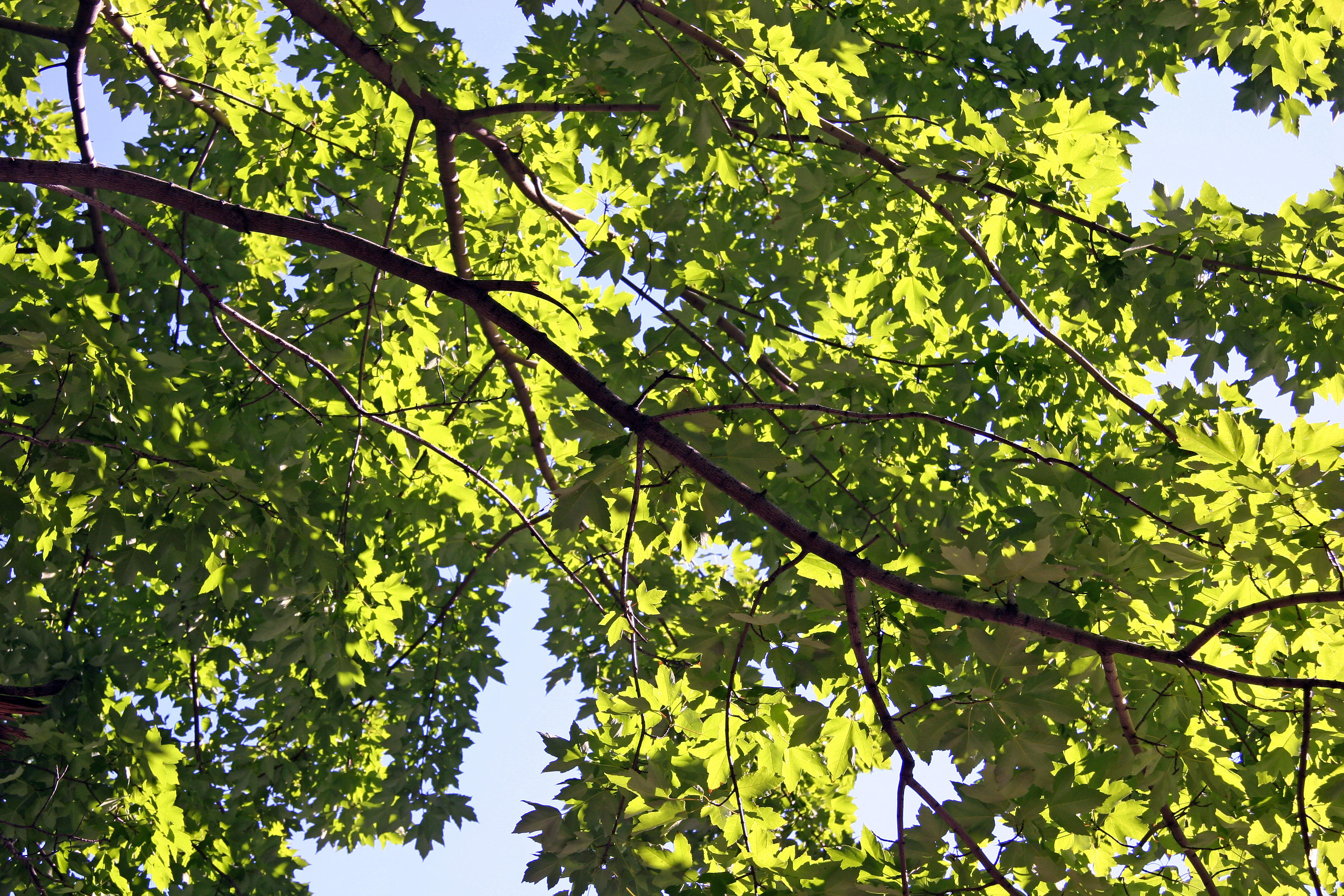 Maple Tree Foliage