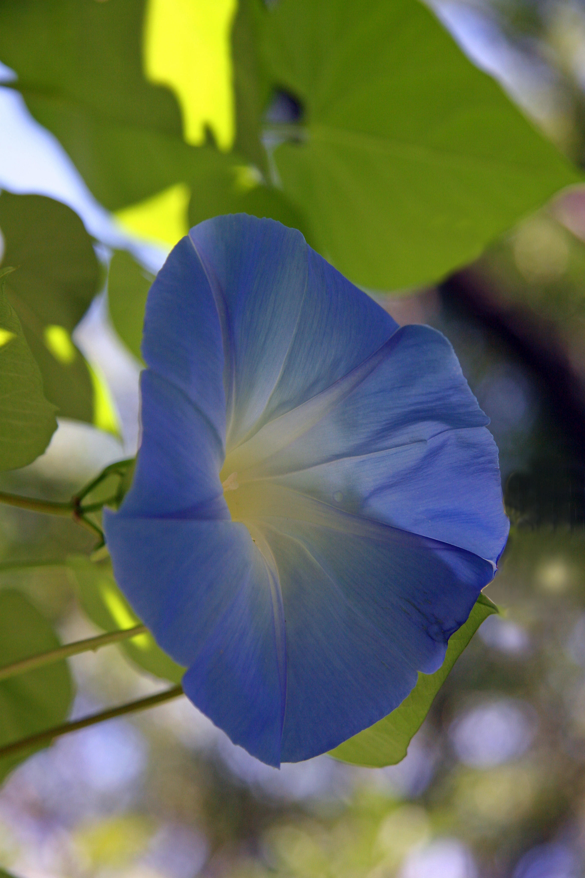 Heavenly Blue Morning Glory
