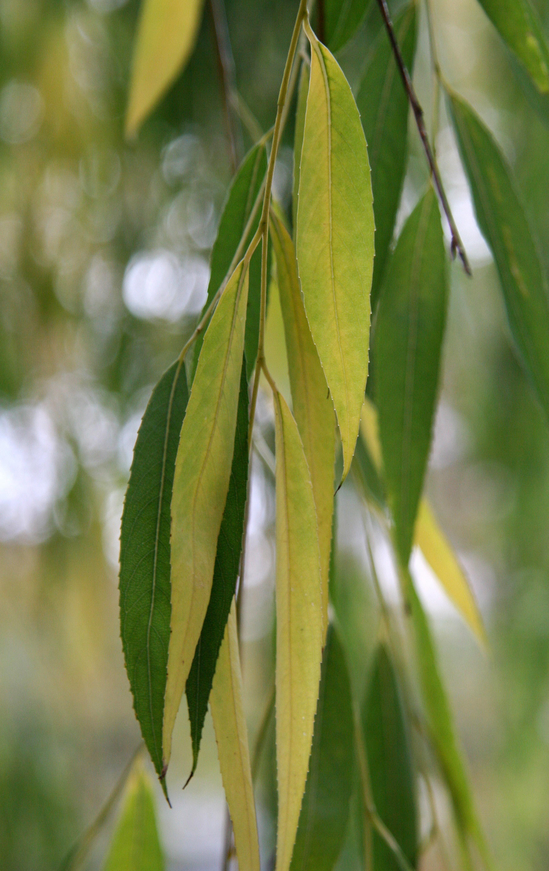 Willow Tree Foliage