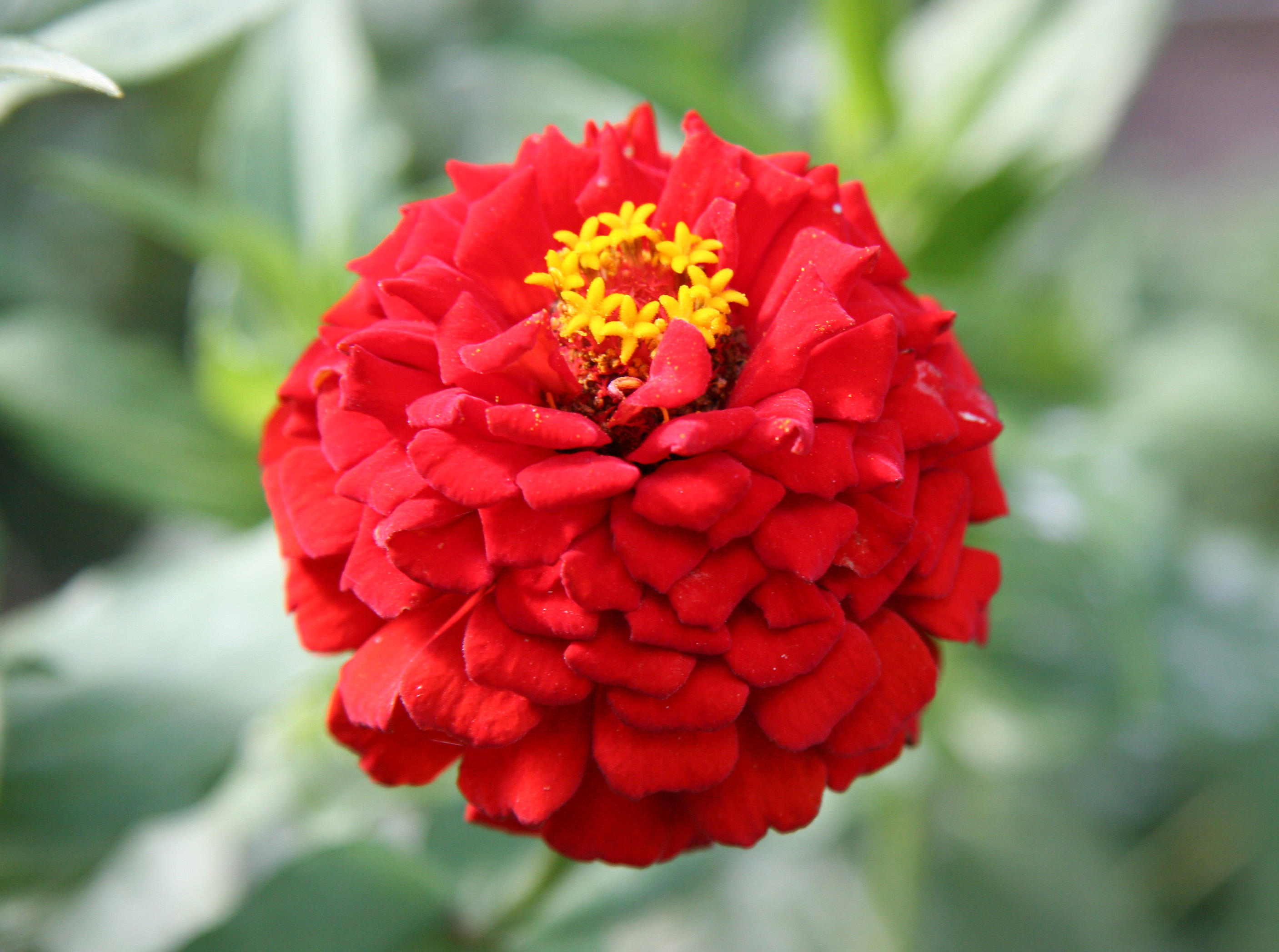 Red Zinnia