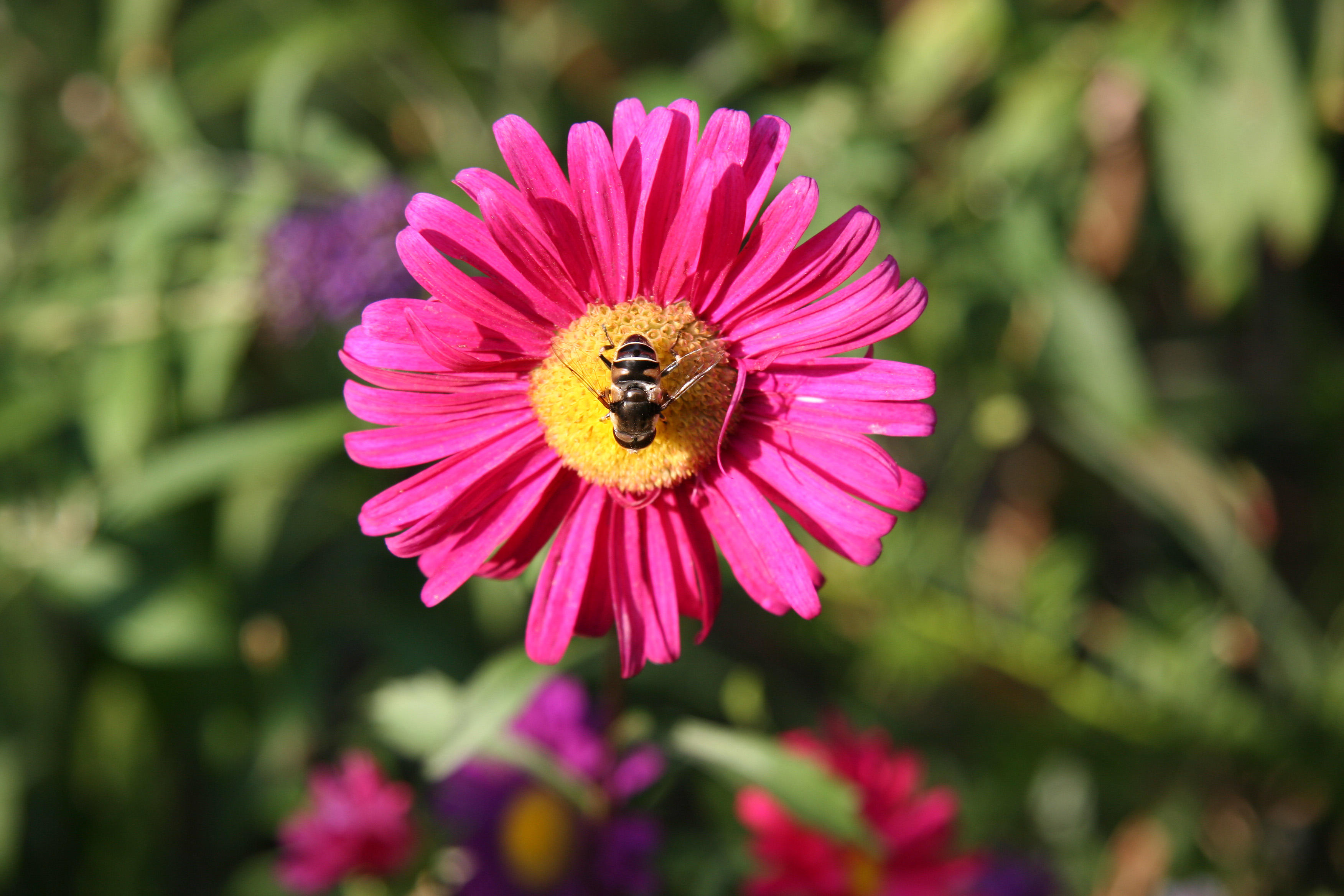 Aster & Bee