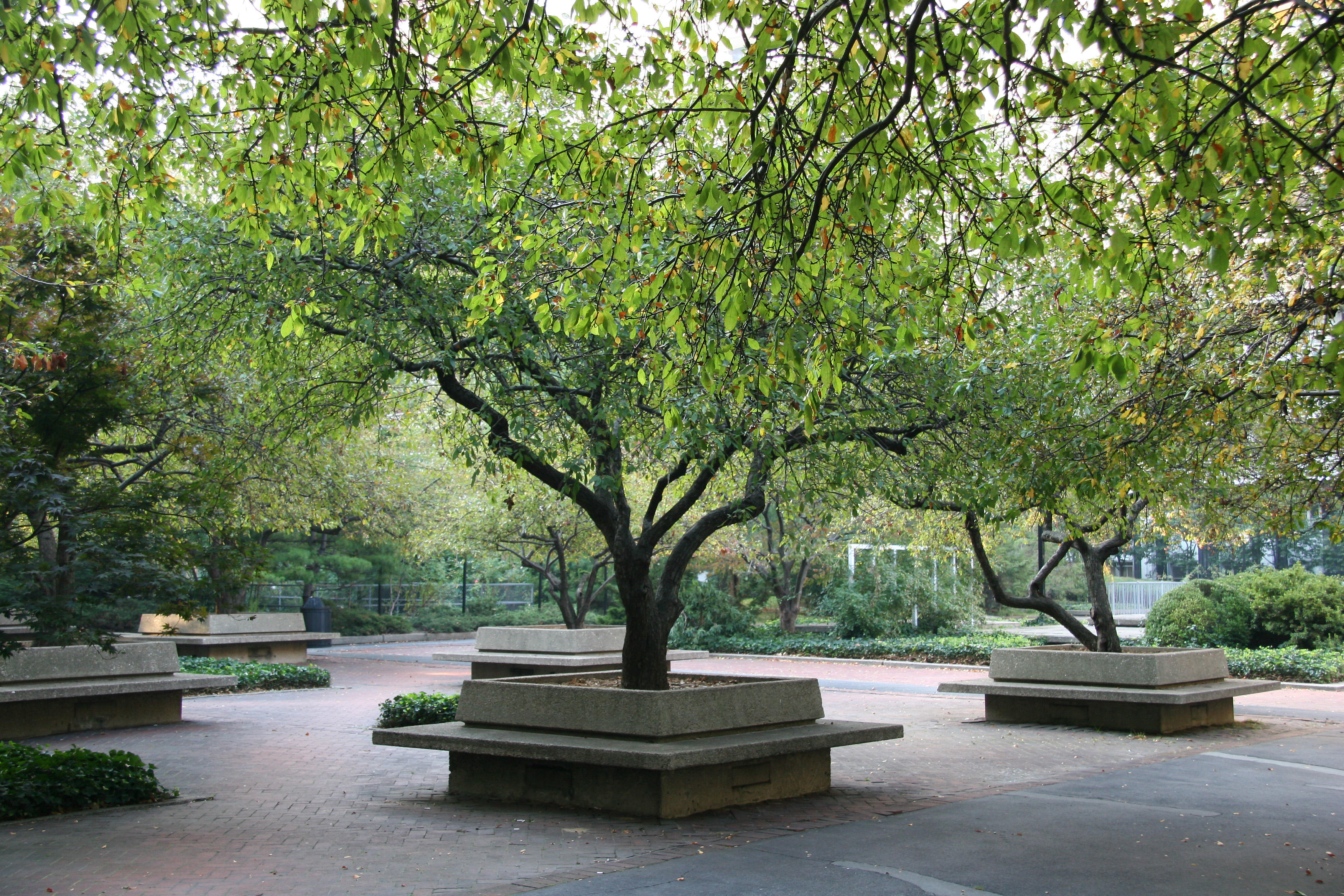 Crab Apple Trees