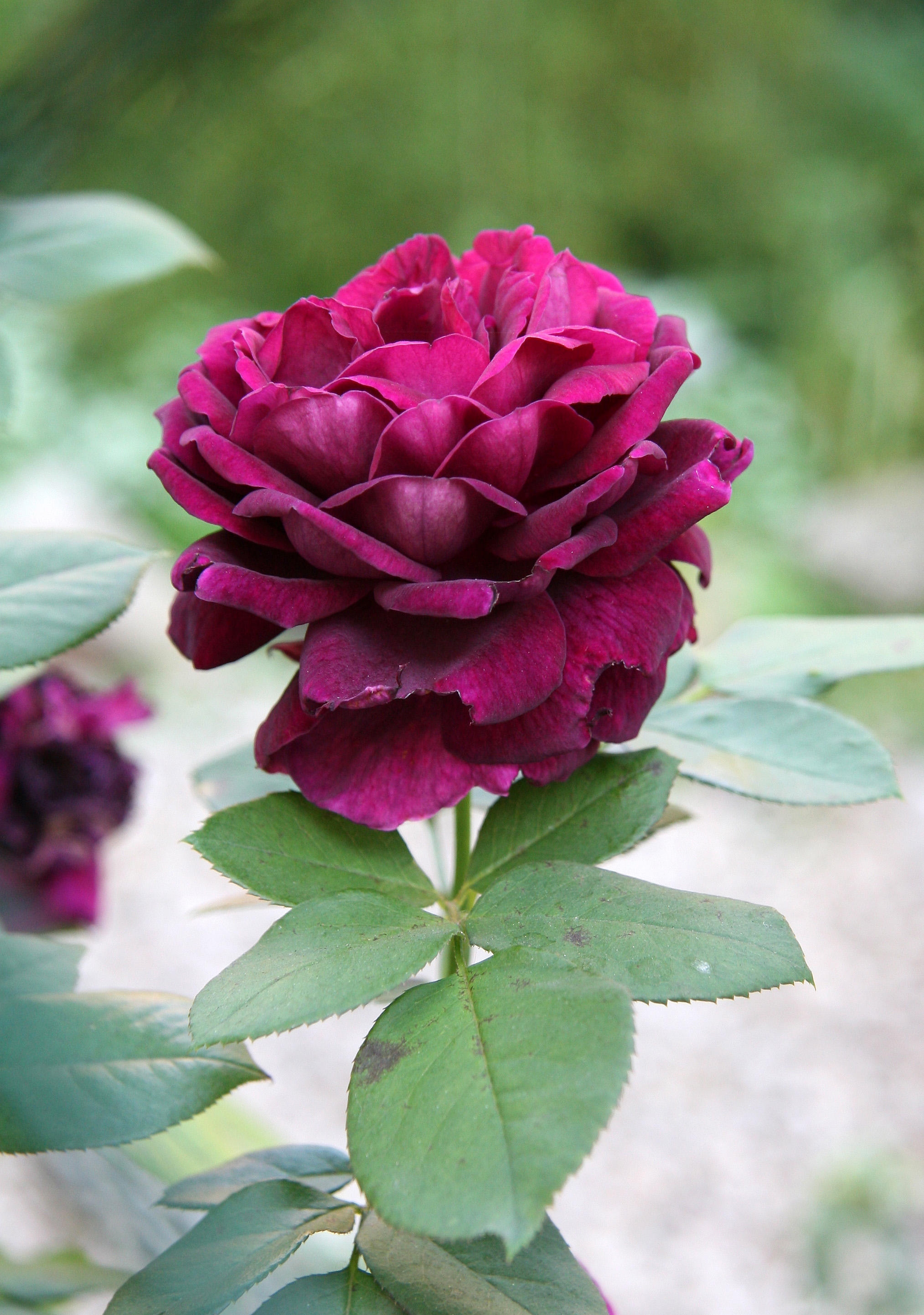 The Prince Rose