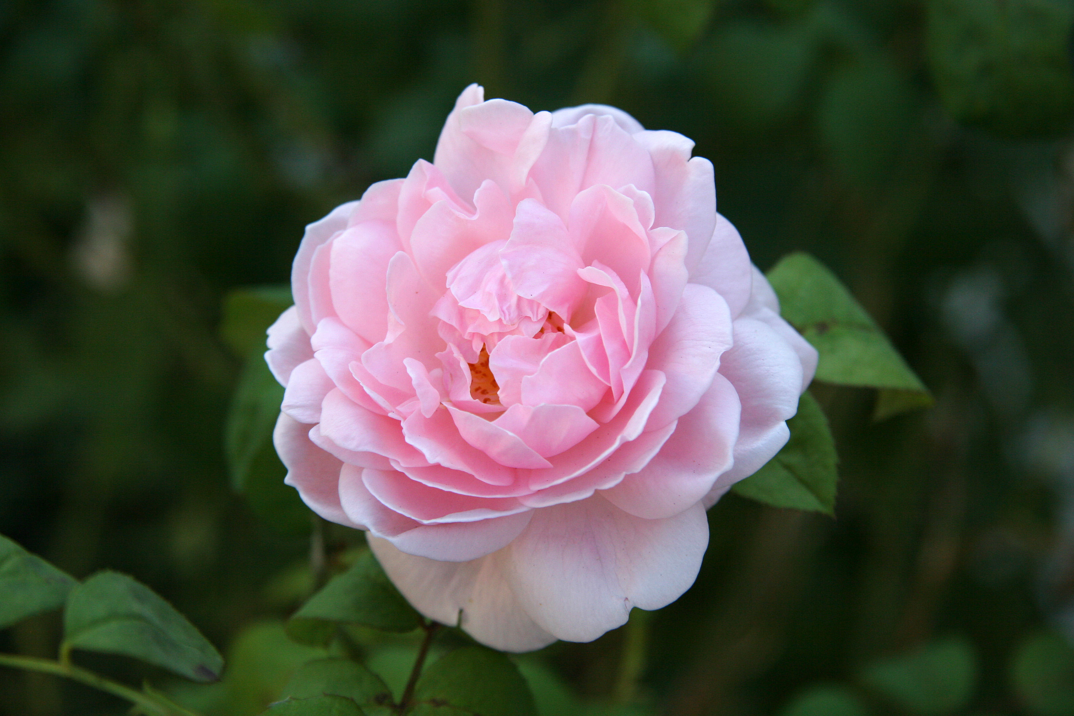 Eglantyne Rose