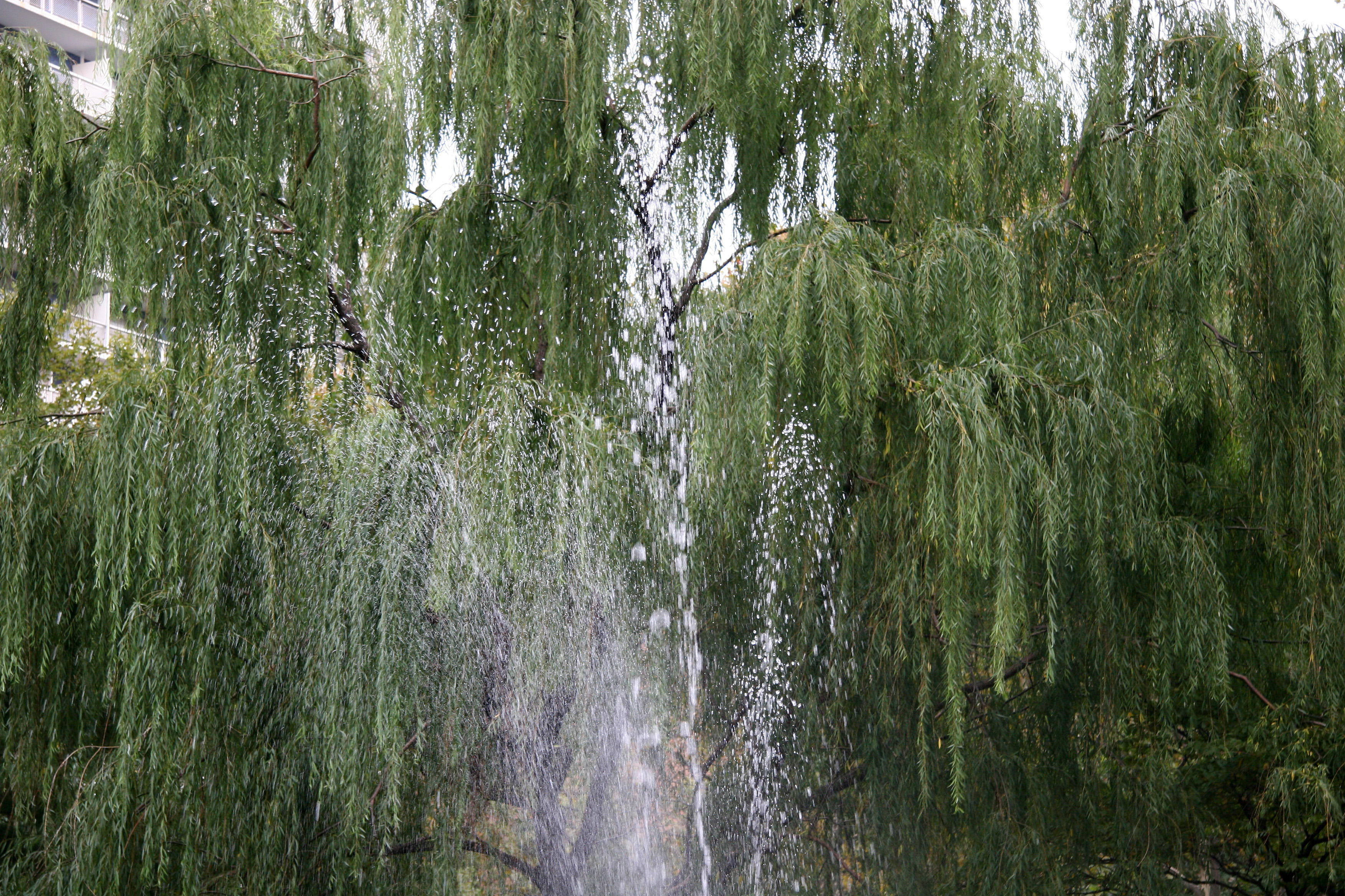 Fountain Spray & Weeping Willow Tree